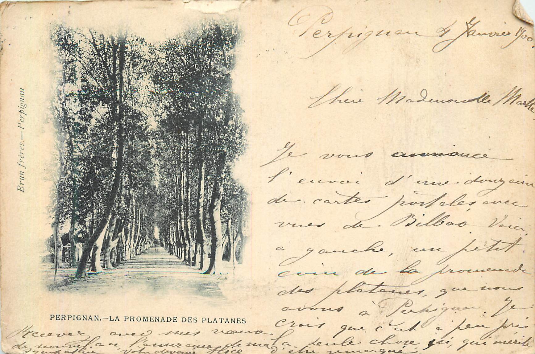 CPA Perpignan La Promenade des Platanes 