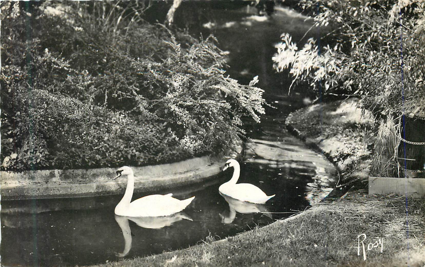 Les Cygnes au Jardin des Plantes — 94 - Rennes — F. Chapeau, éditeur — N°95