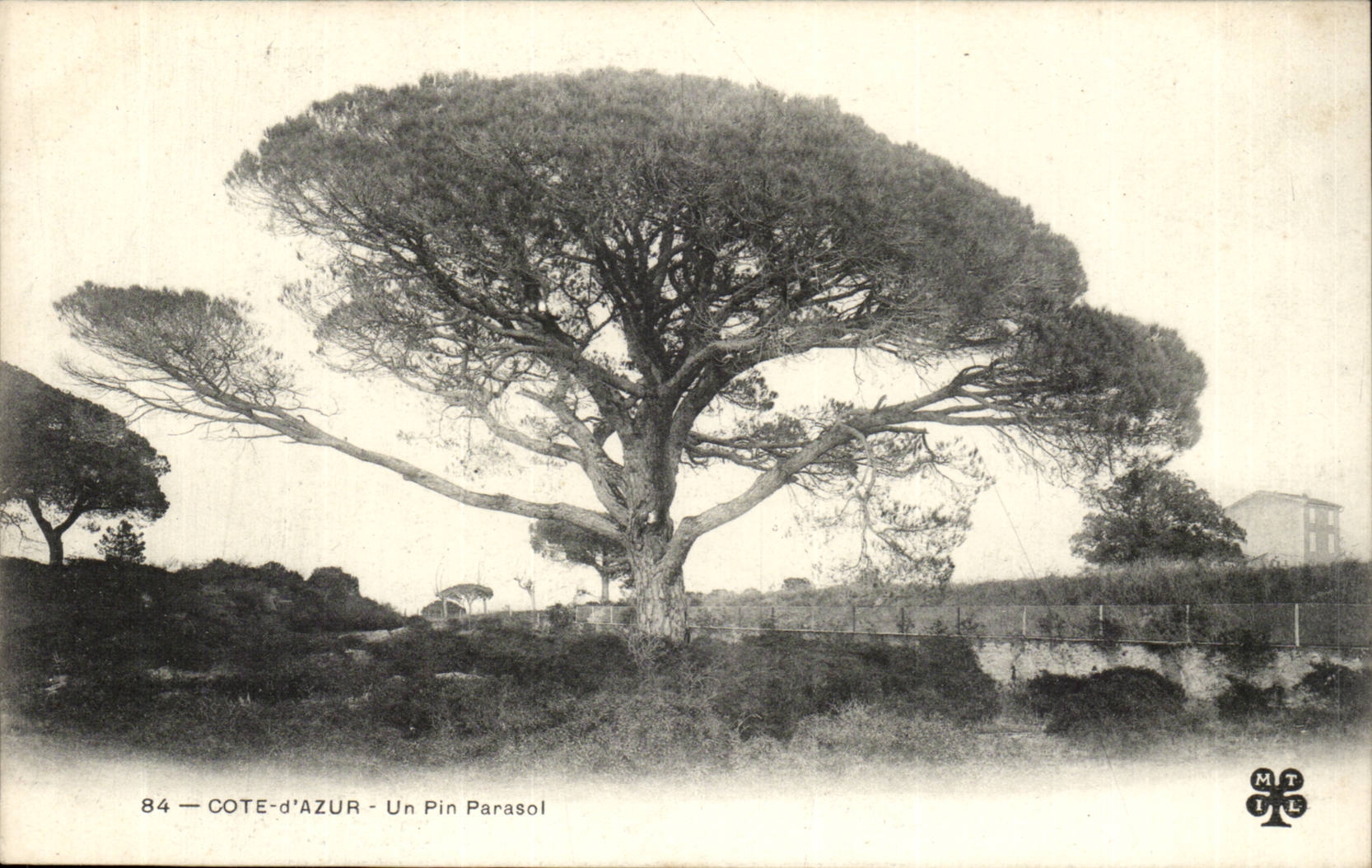 Cote d'Azur - un Pin Parasol - pine - arbre - tree - CPA 