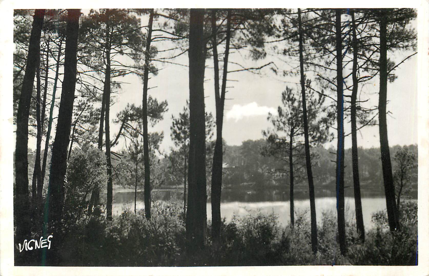 Forêt de pins — Lac des Landes — VIGNES