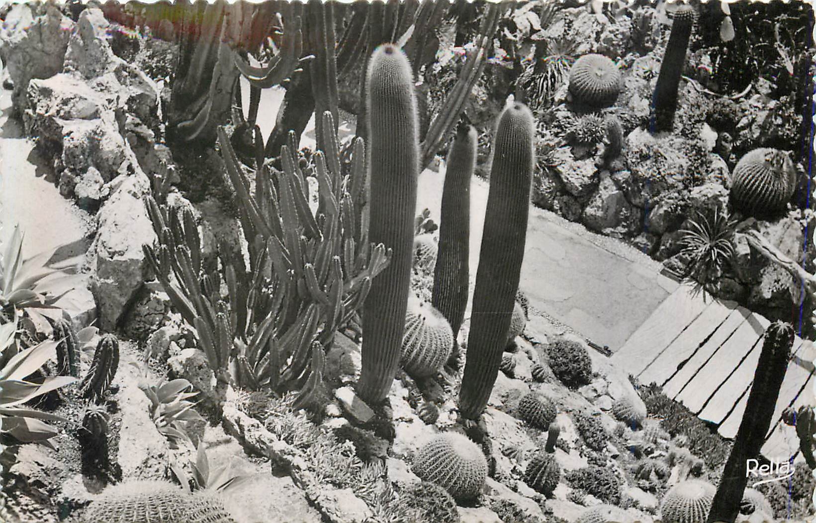 CPM la Principaute de Monaco Monte Carlo le Jardin Exotique 