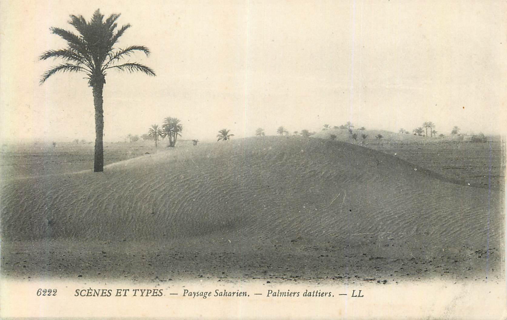 Paysage Saharien — Palmiers dattiers — LL