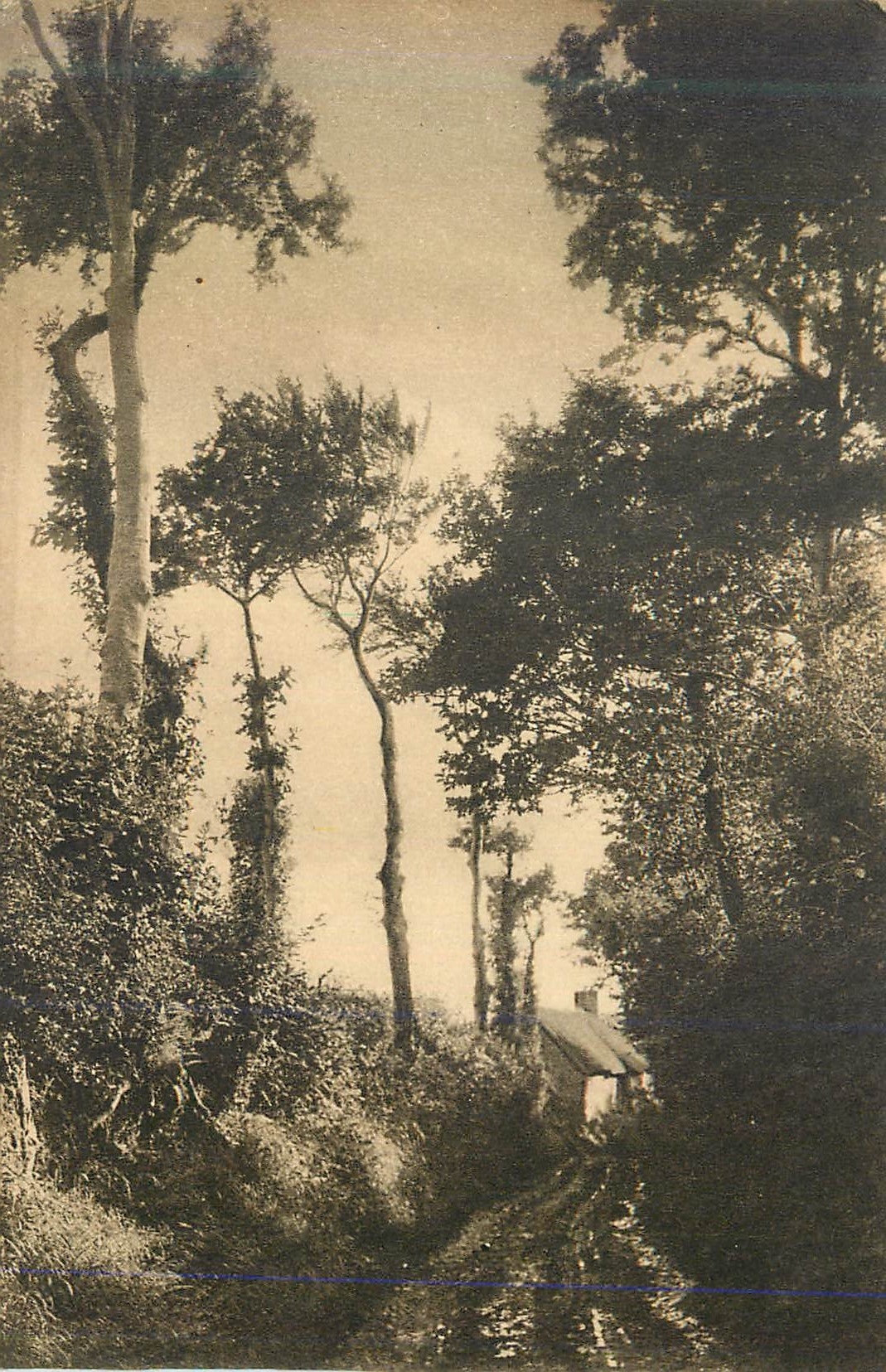 CPA La normandie pittoresque val de saire chemin creux