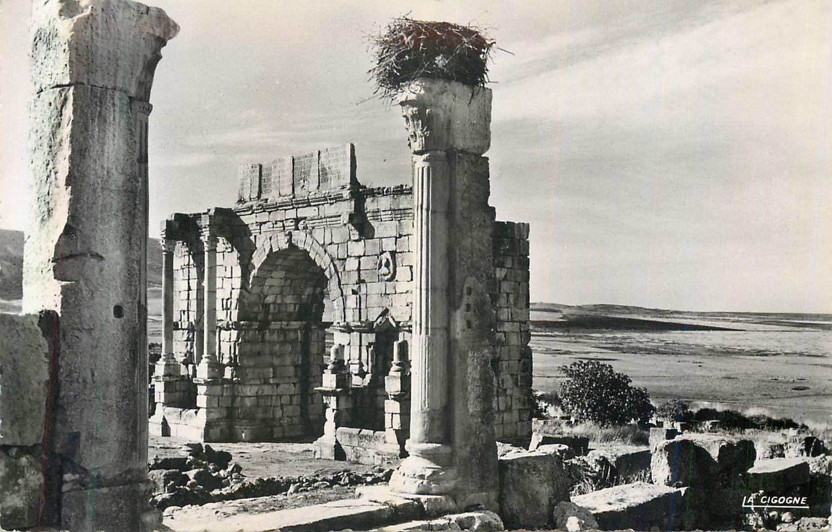 CPM 9541126 volubilis l arc de triomphe de caracalla