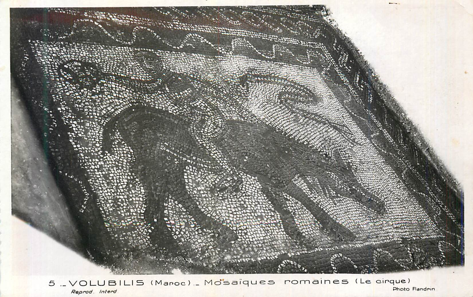 CPM 5 volubilis (maroc) mosaiques romaines (le cirque)