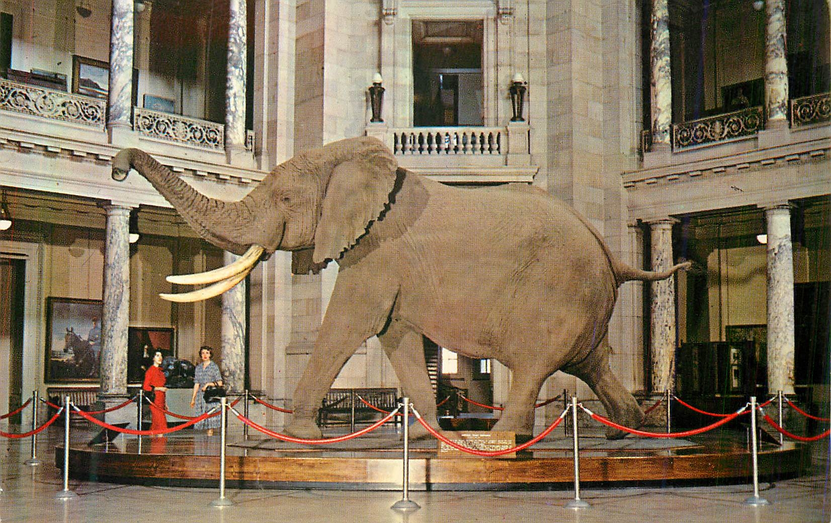 CPM The Smithsonian Museum of Natural History Smithsonian Intitution African Bush Elephant