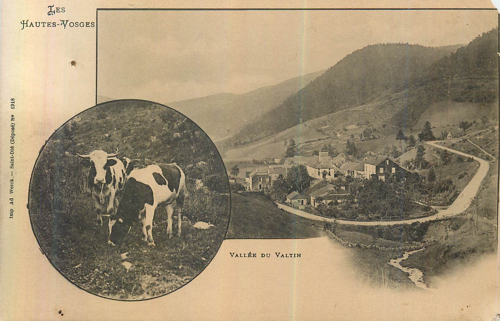 CPA les Hautes Vosges Vallee du Valtin Vaches