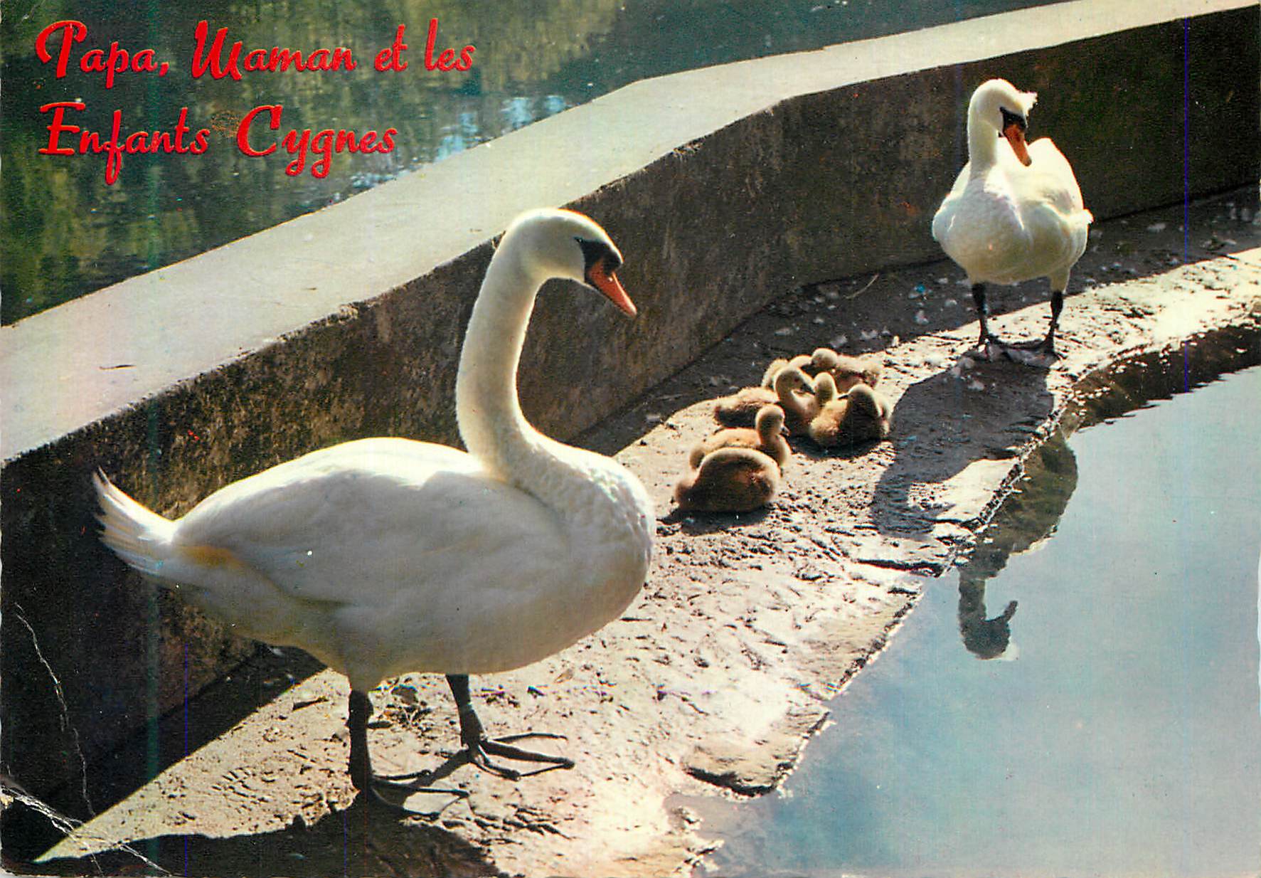 CPM Papa Maman et les Enfants Cygnes