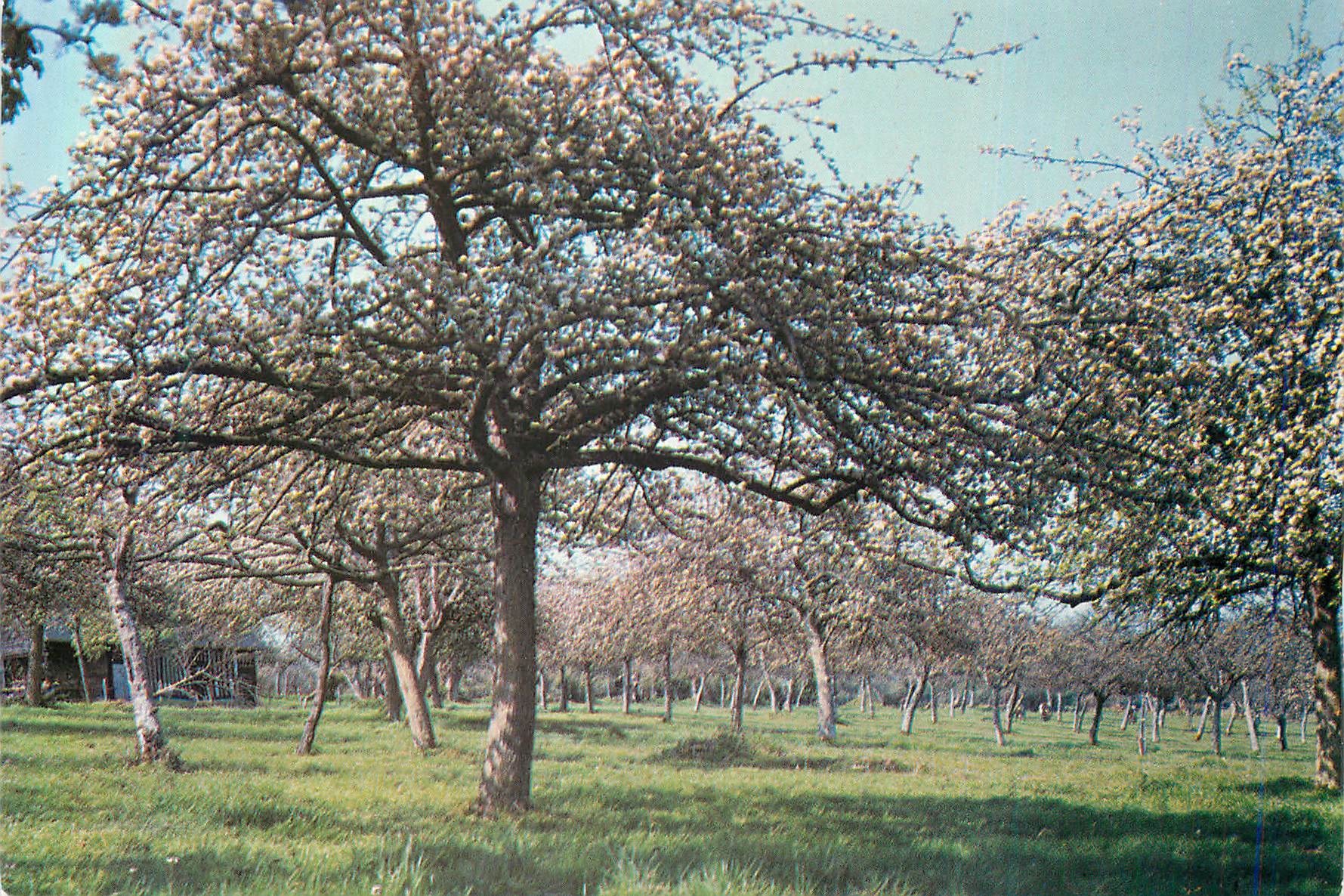 CPM Promenades en Pays d'Auge Champ de Pommiers