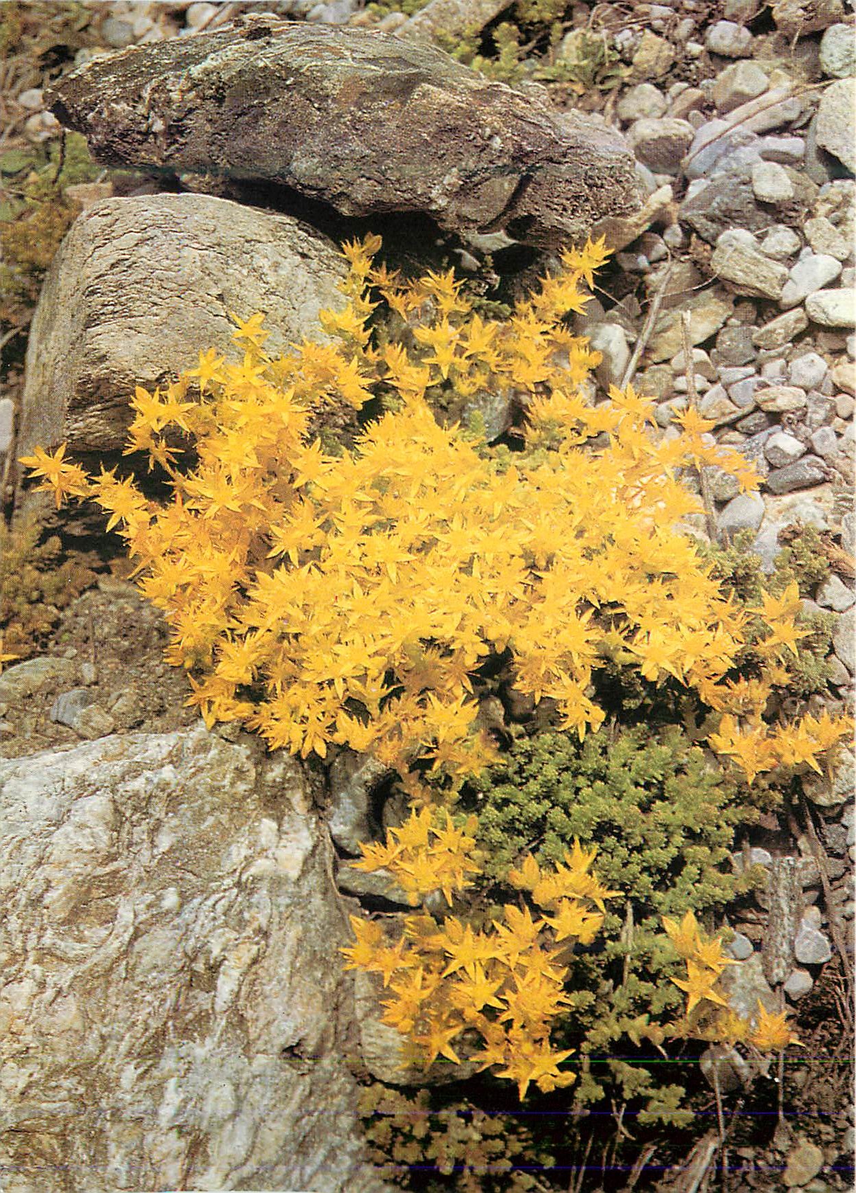 CPM Pro Infirmis Saxifrage Jaune des Montagnes
