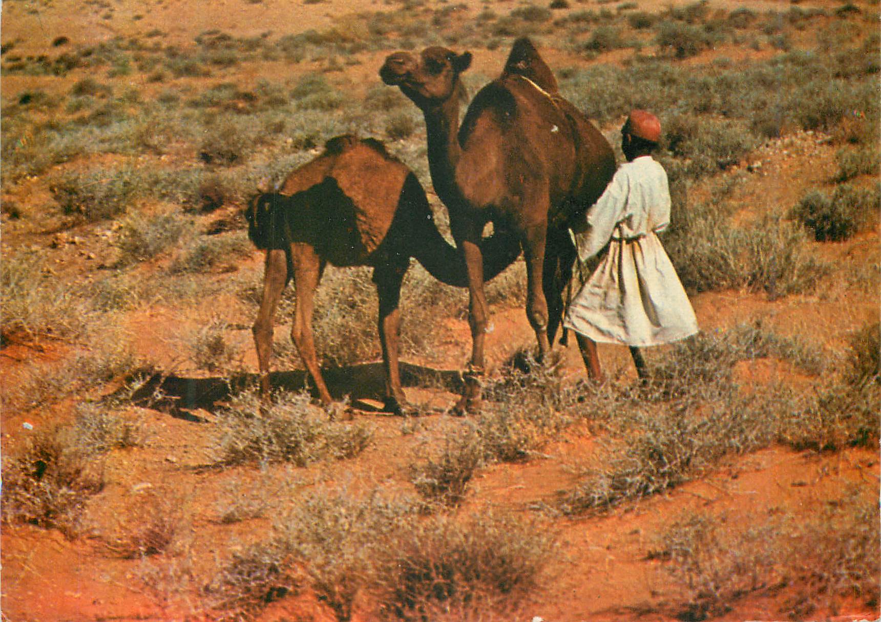 CPM Sud Tunisien L'Heure de la Tetee Chameau