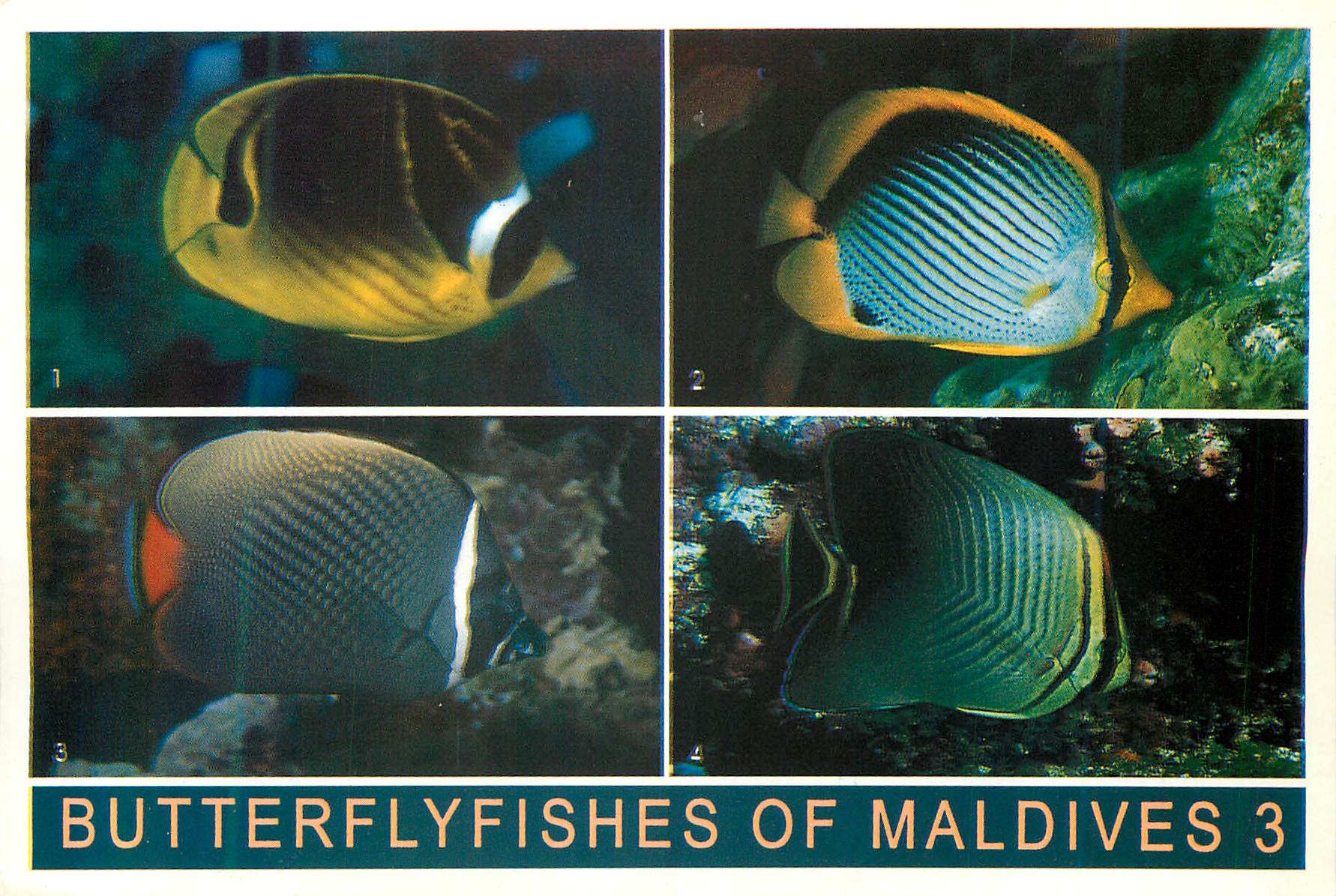 CPM Butterflyfisches of Maldives