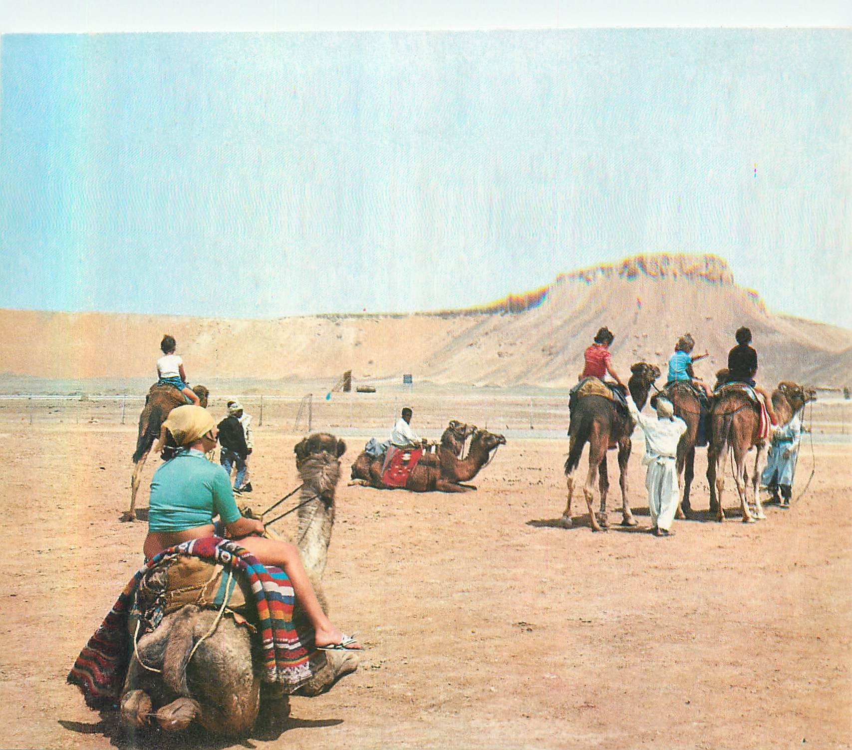 CPM Algerie Le Sud Fascinant Chameaux