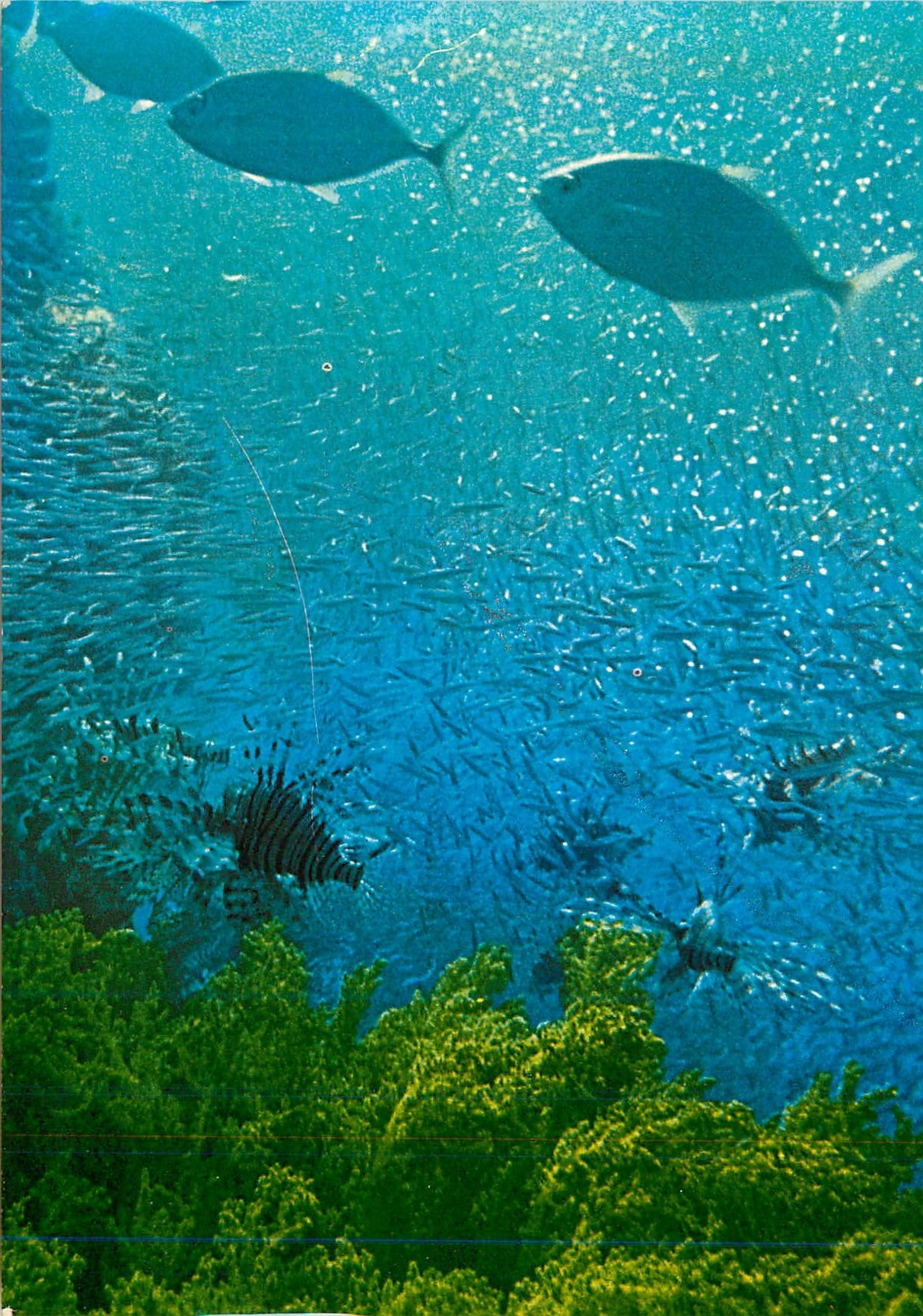 CPM Eilat Under Water Scenery Kingfish Caranx Djedaba Stingfish Pterois Volitans