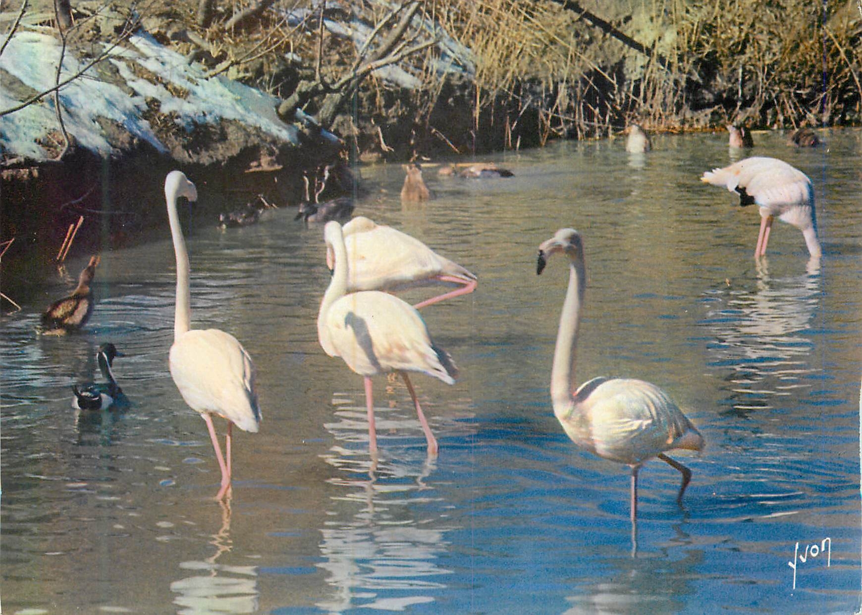 CPM Flamants Roses en Camargue Couleurs et Lumiere de France