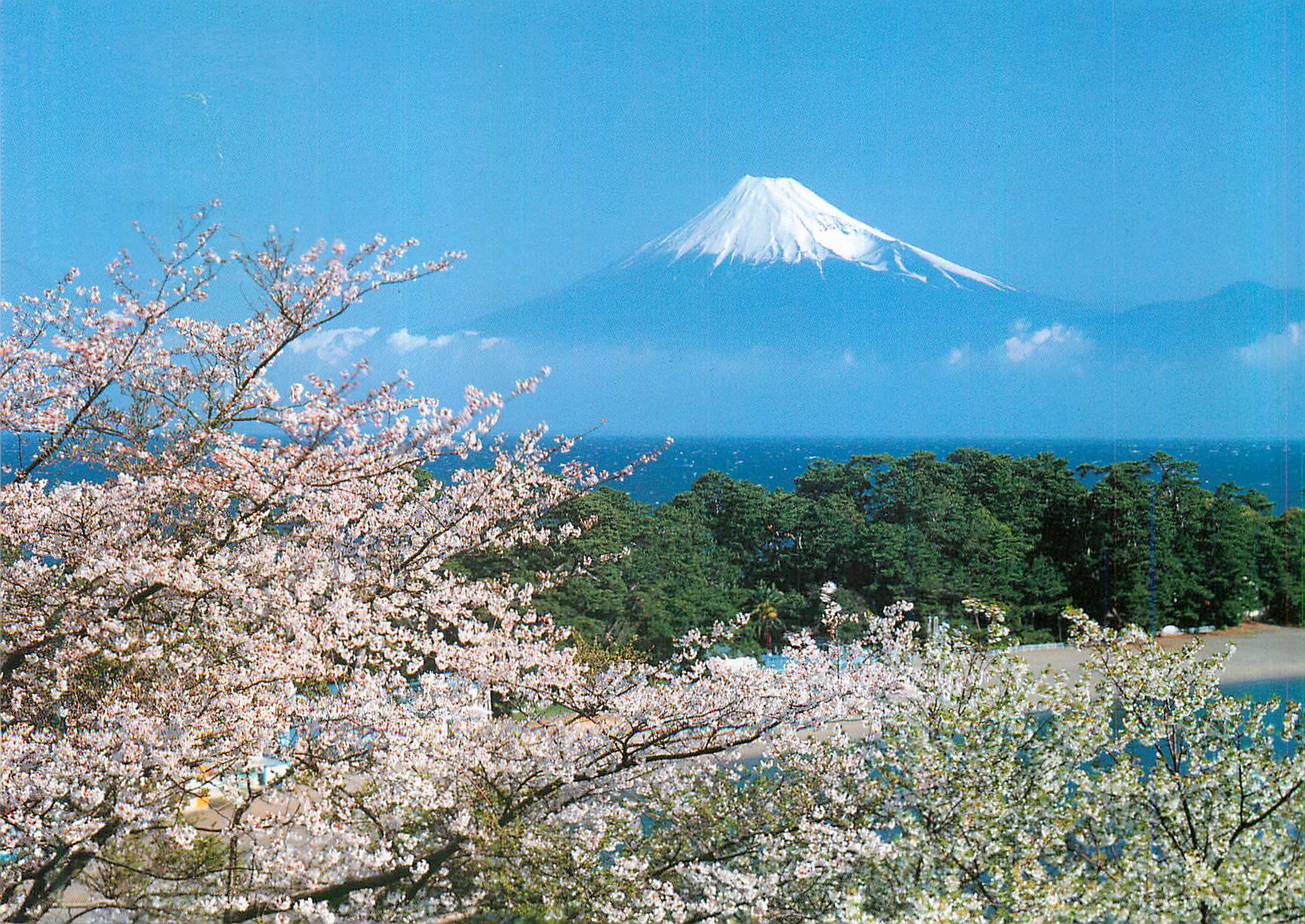 Mont Fuji et cerisiers en fleurs — Tokyo, Japon — éditeur NBC (Nippon Beauty Colouring Inc.)