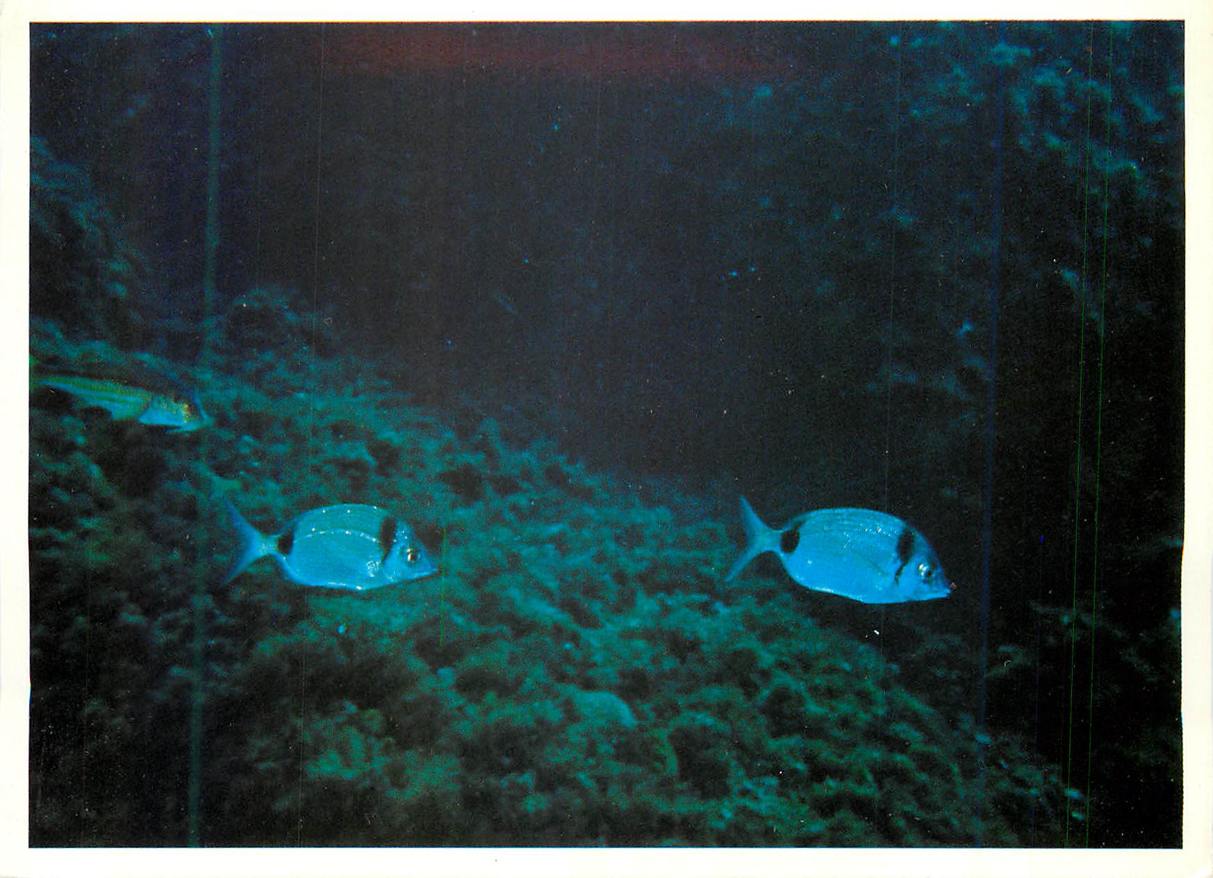 CPM Lumiere et Beaute du Monde Sous Marin Ambiance sous Marine a Bord de la Vision des Mers