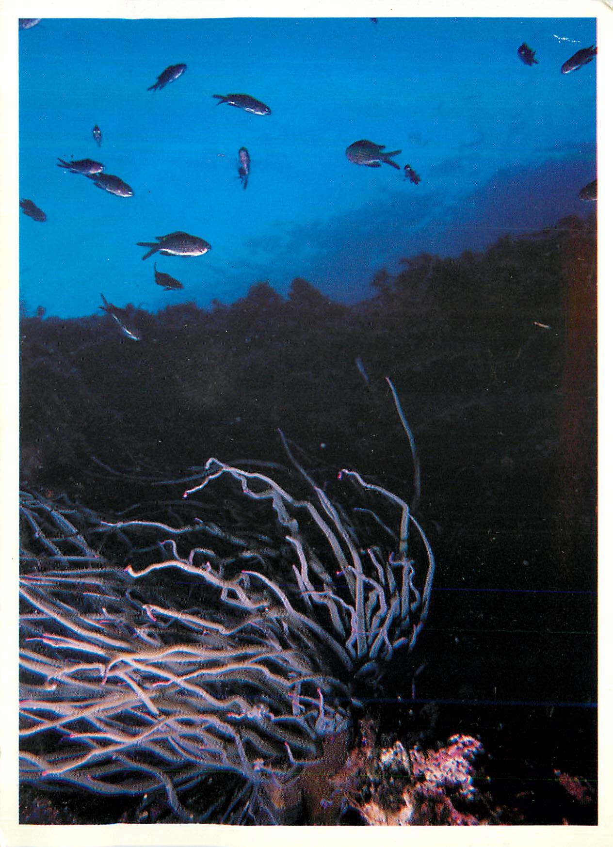 CPM Lumiere et Beaute du Monde Sous Marin Ambiance sous Marine a Bord de la Vision des Mers