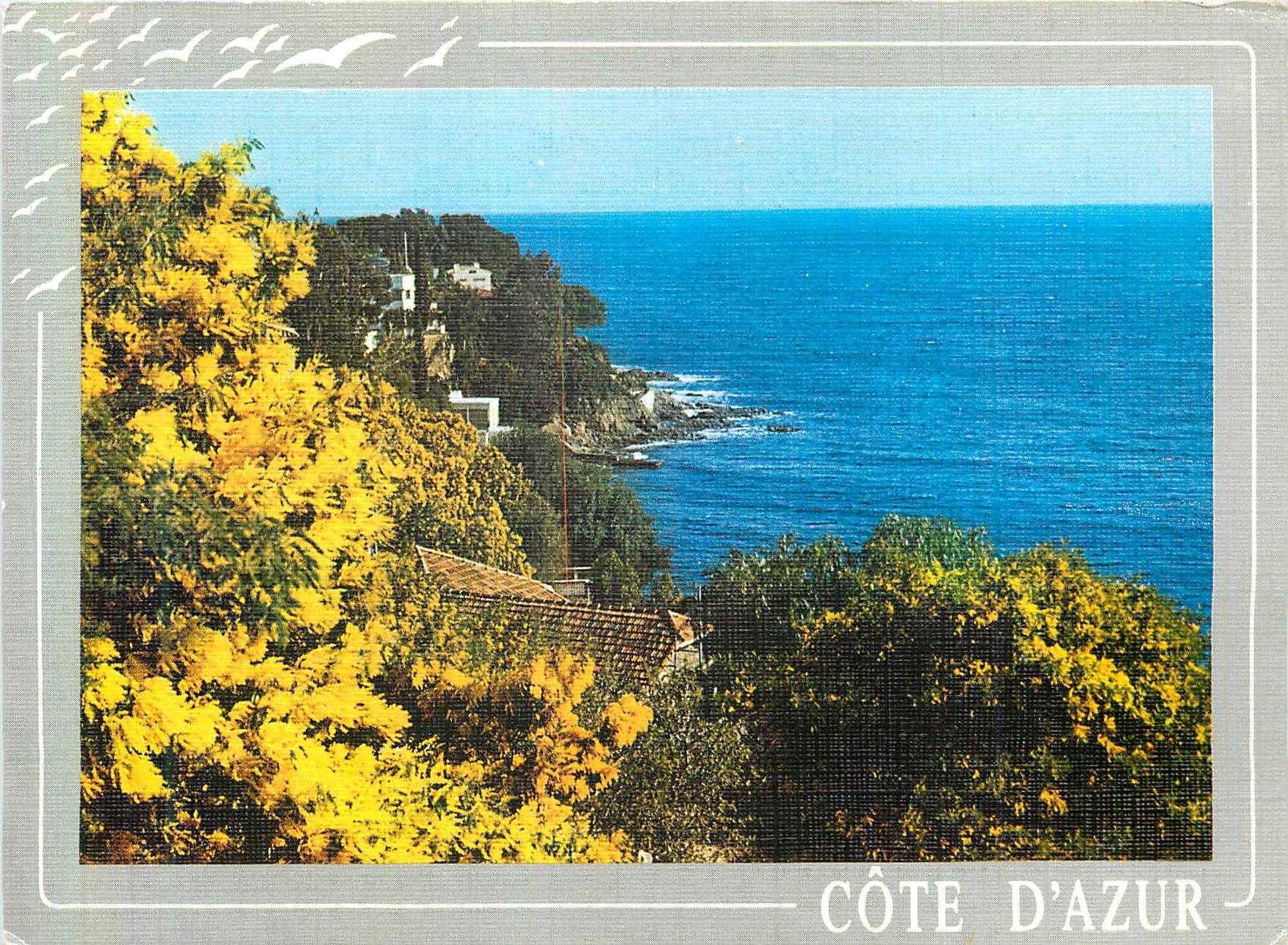 CPM Rivages Enchanteurs Tapises de Mimosas Lumiere et Beaute de la Cote d'Azur
