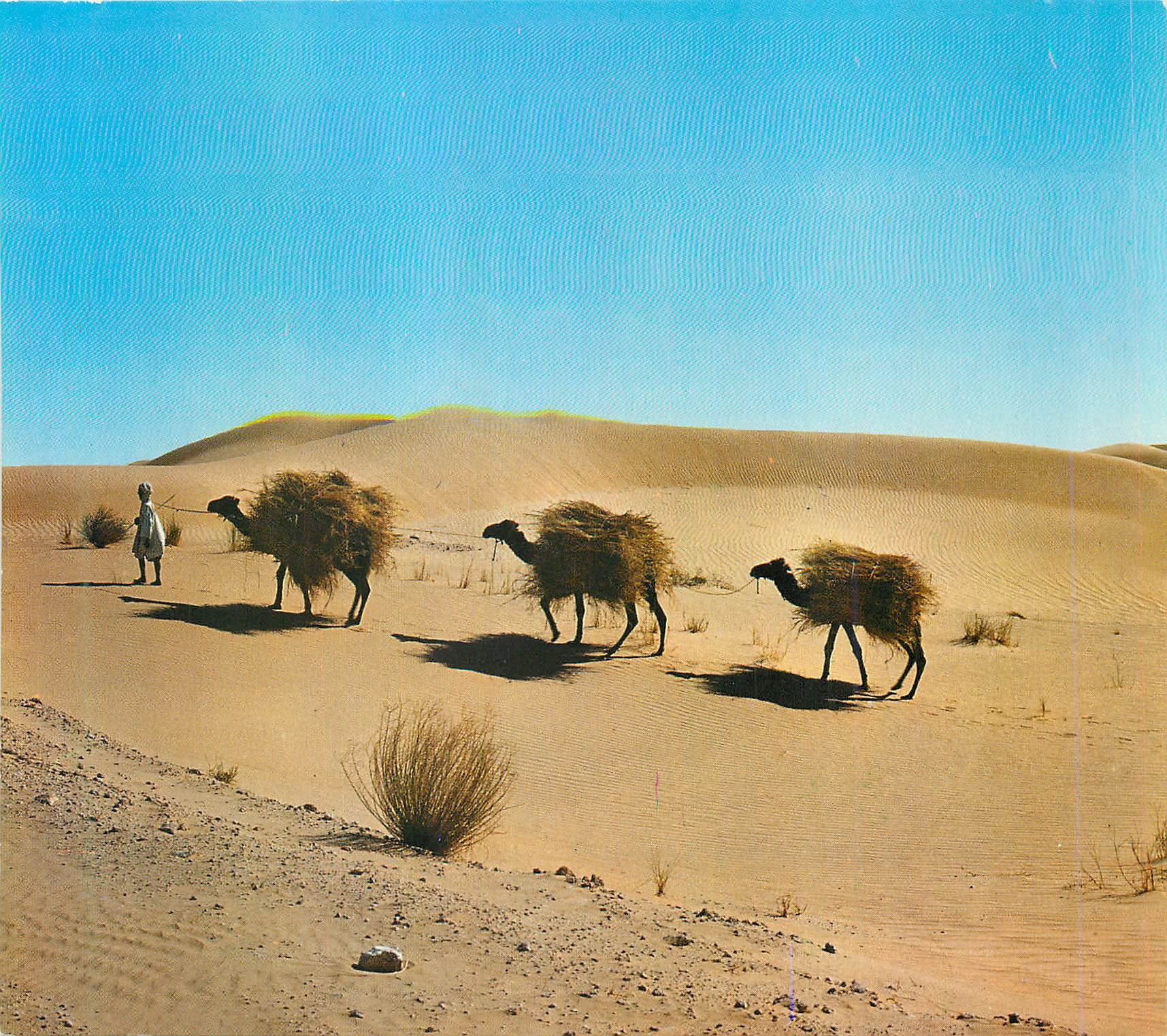 Dromadaire chargé dans le désert — Algérie — SNED 1974, n° M 315