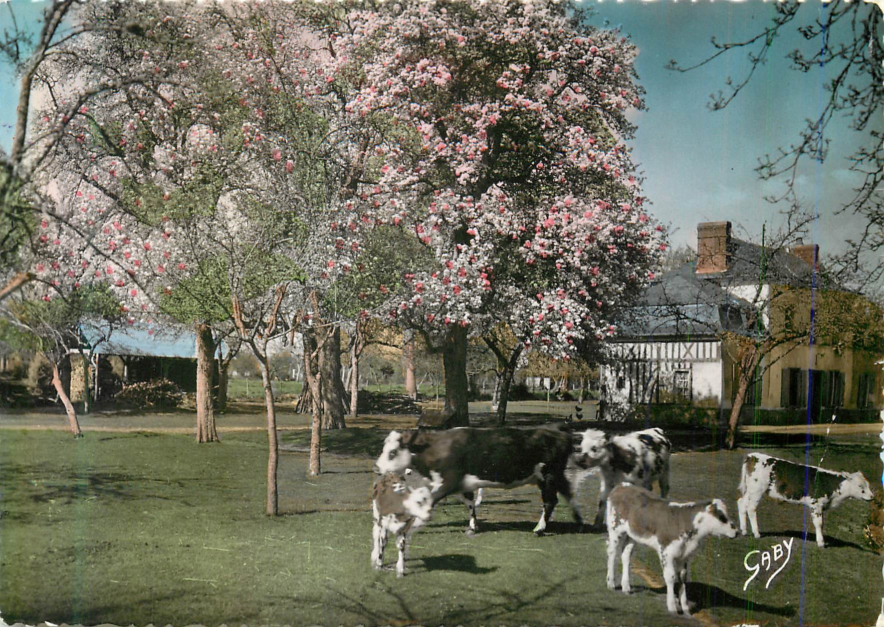 CPM la Normandie en Attendant la Depart aux Champs Vaches