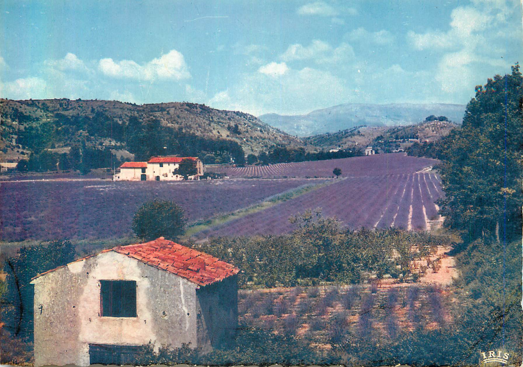 CPM Au Pays de la Lavande Reflets de la Cote d'Azur Lavandes en Fleurs 
