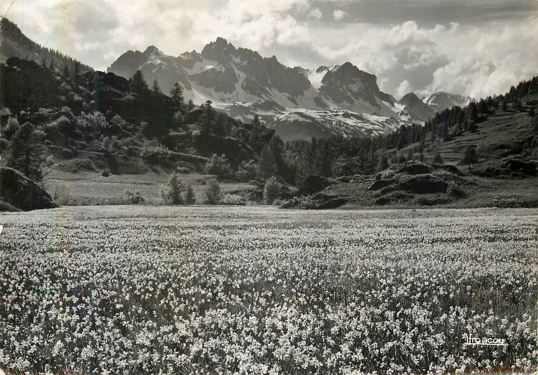 CPM Champs de Narcisses dans la Vallee de la Claree