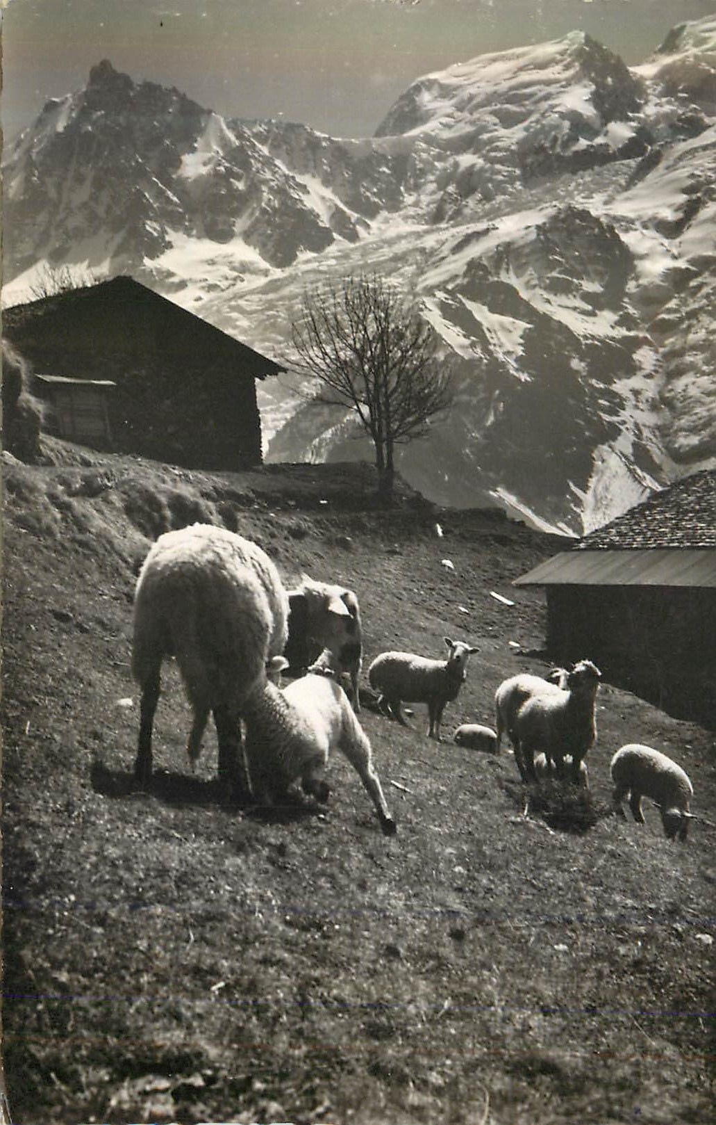 CPM Au Pays de Mont Blanc Donnez nous notre Pain de Chaque Jour Moutons