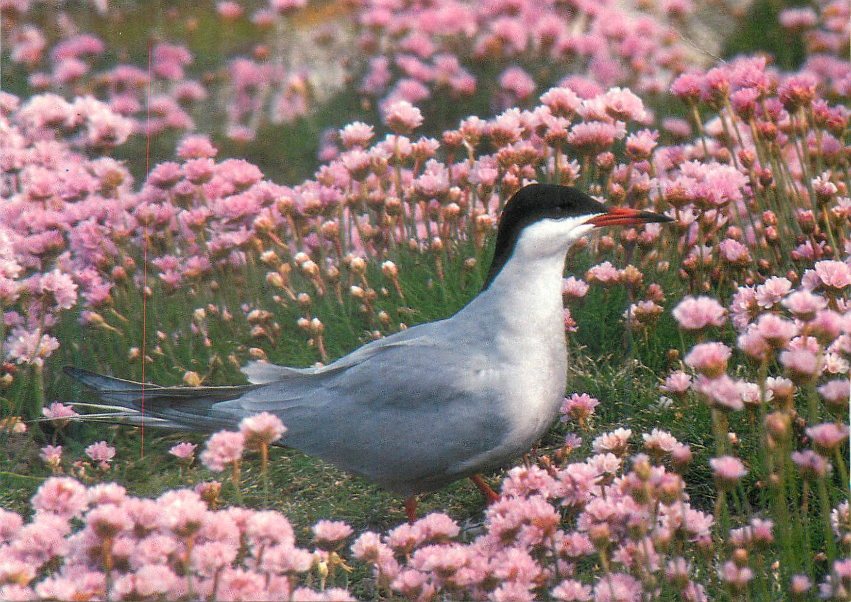 CPM Oiseaux de Bretagne La Sterne Pierregarin