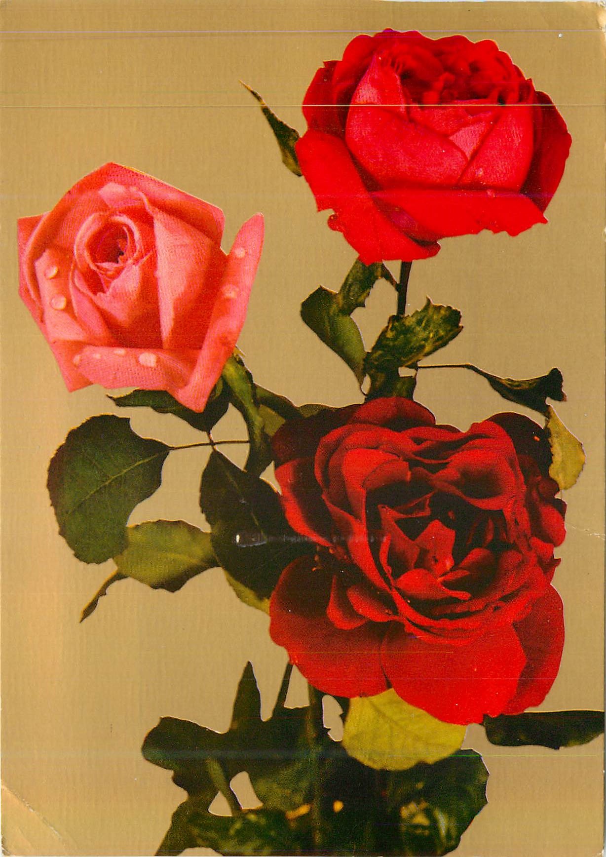 CPM Fleurs