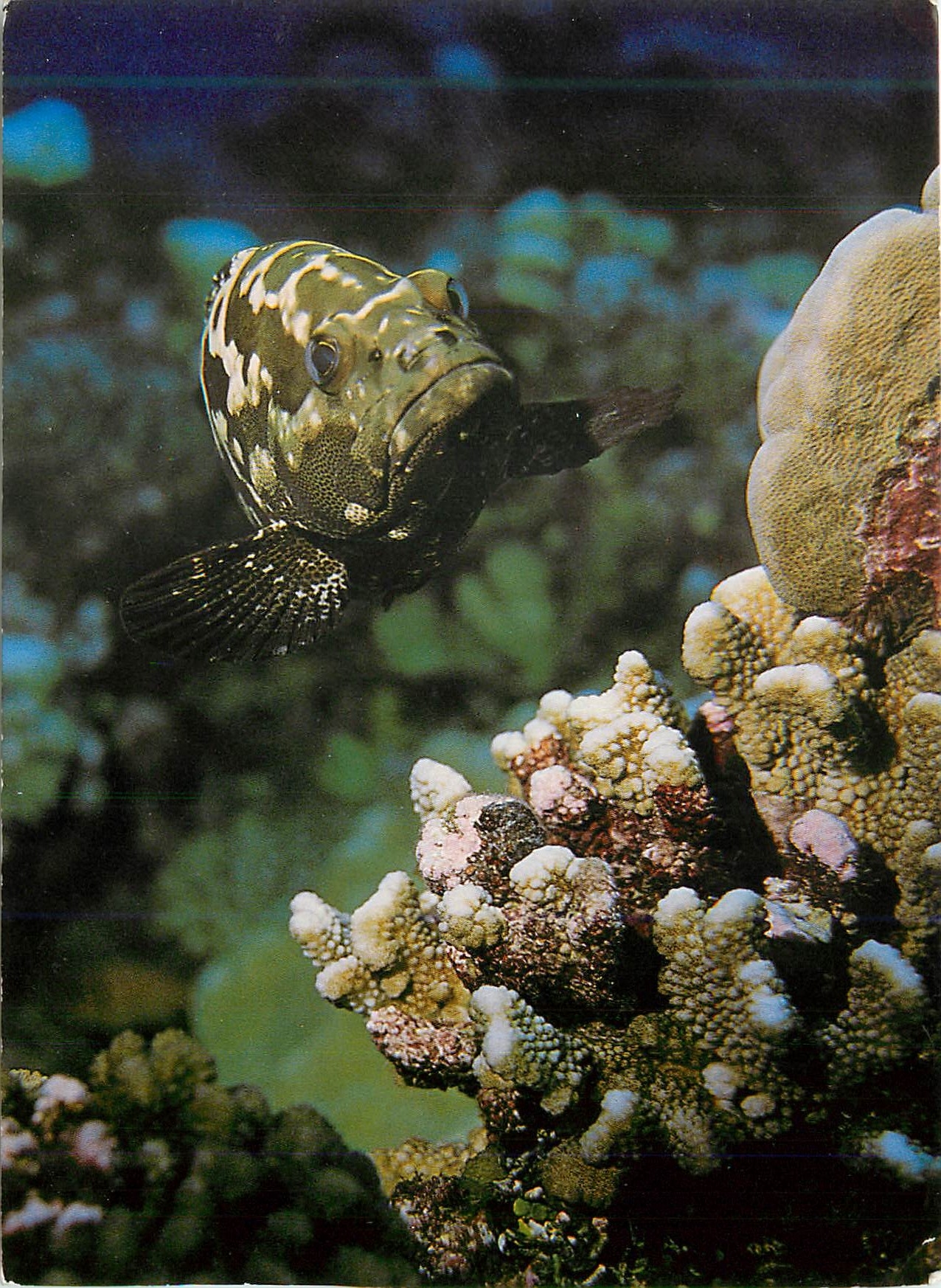 CPM Epinephelus Microdon Marmor Zackenbarsch Loche Marbree