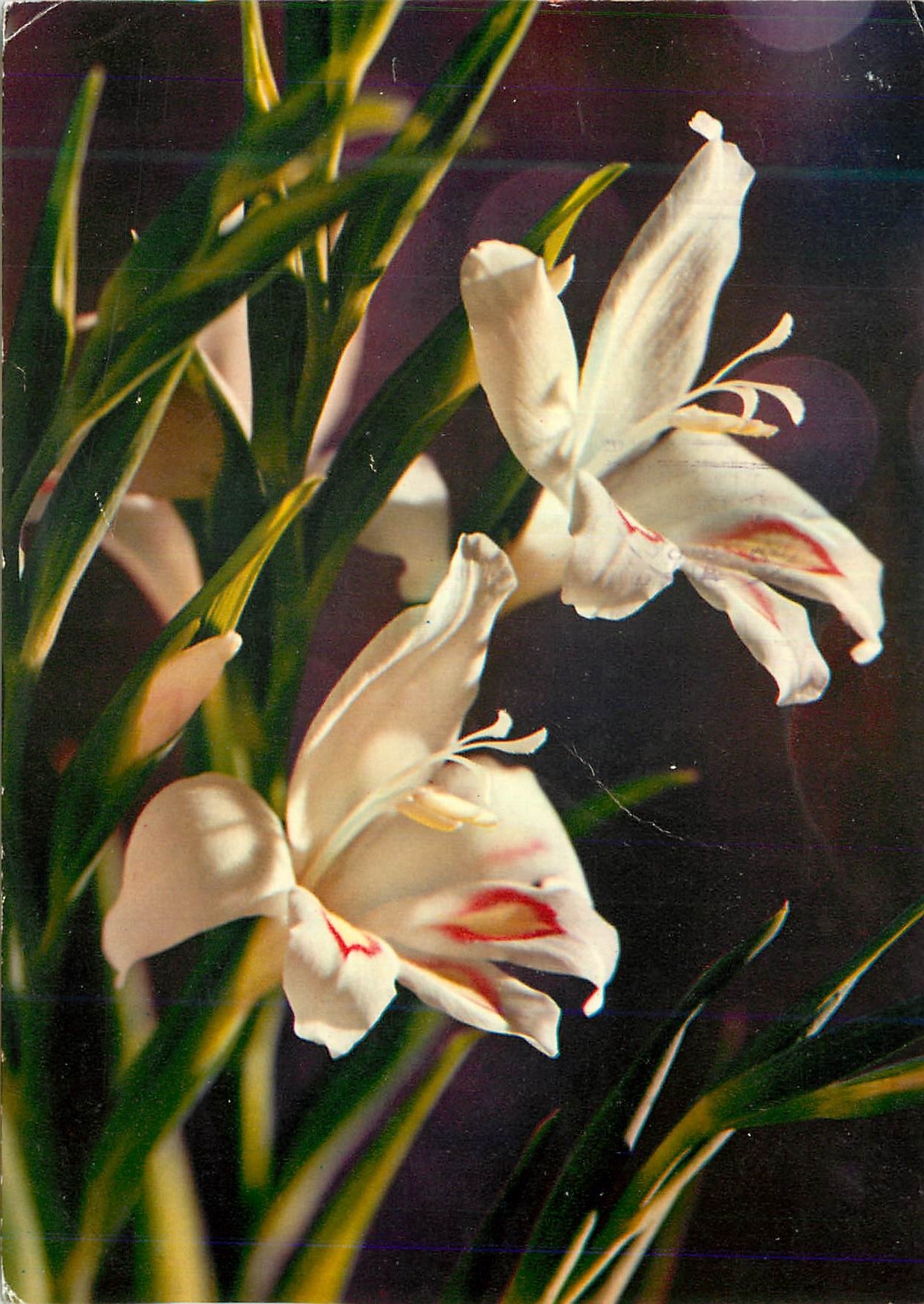 CPM Fleurs