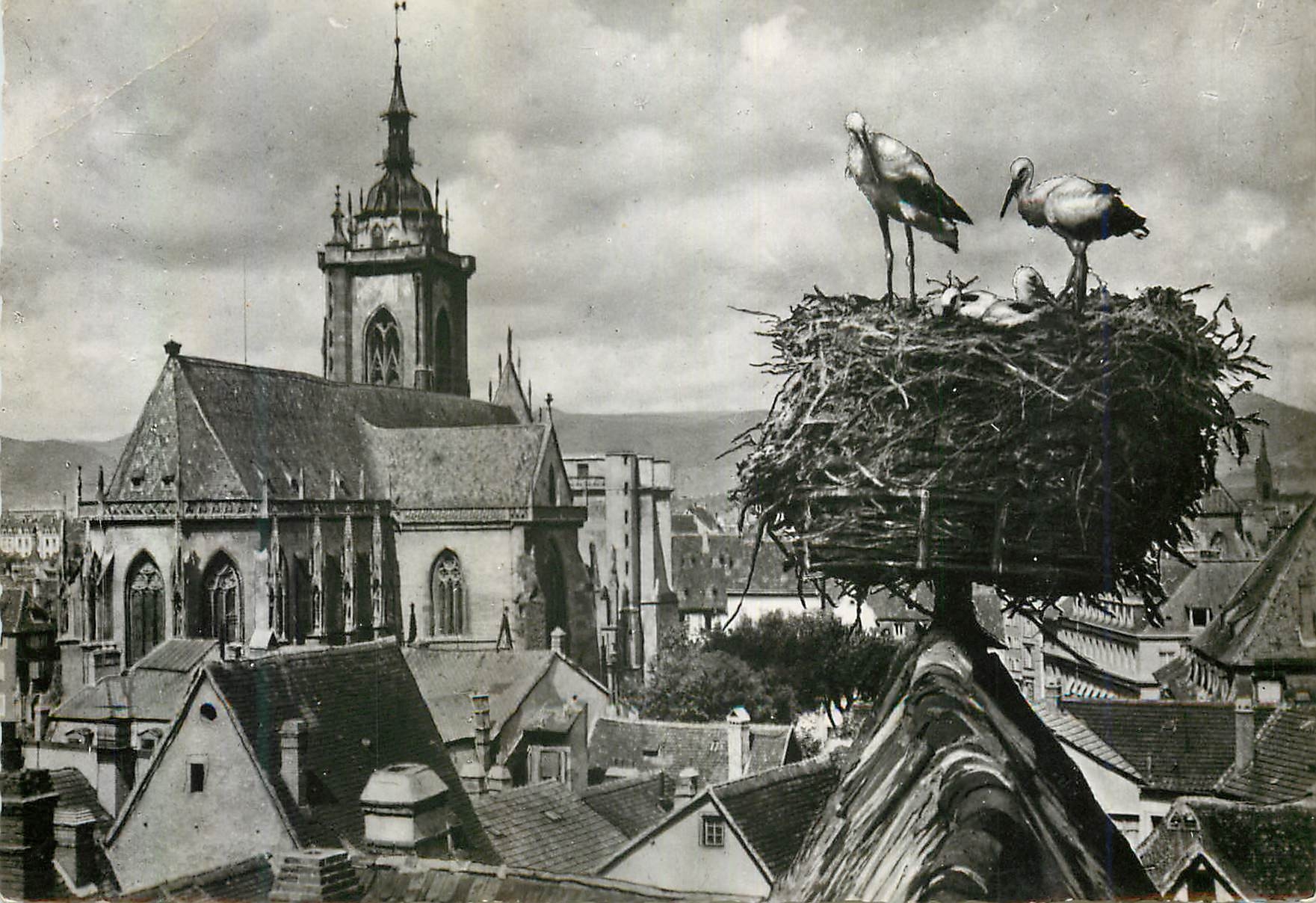 CPM Colmar Cigognes d'Alsace Nid de Cigognes avec vue sur la Cathedrale