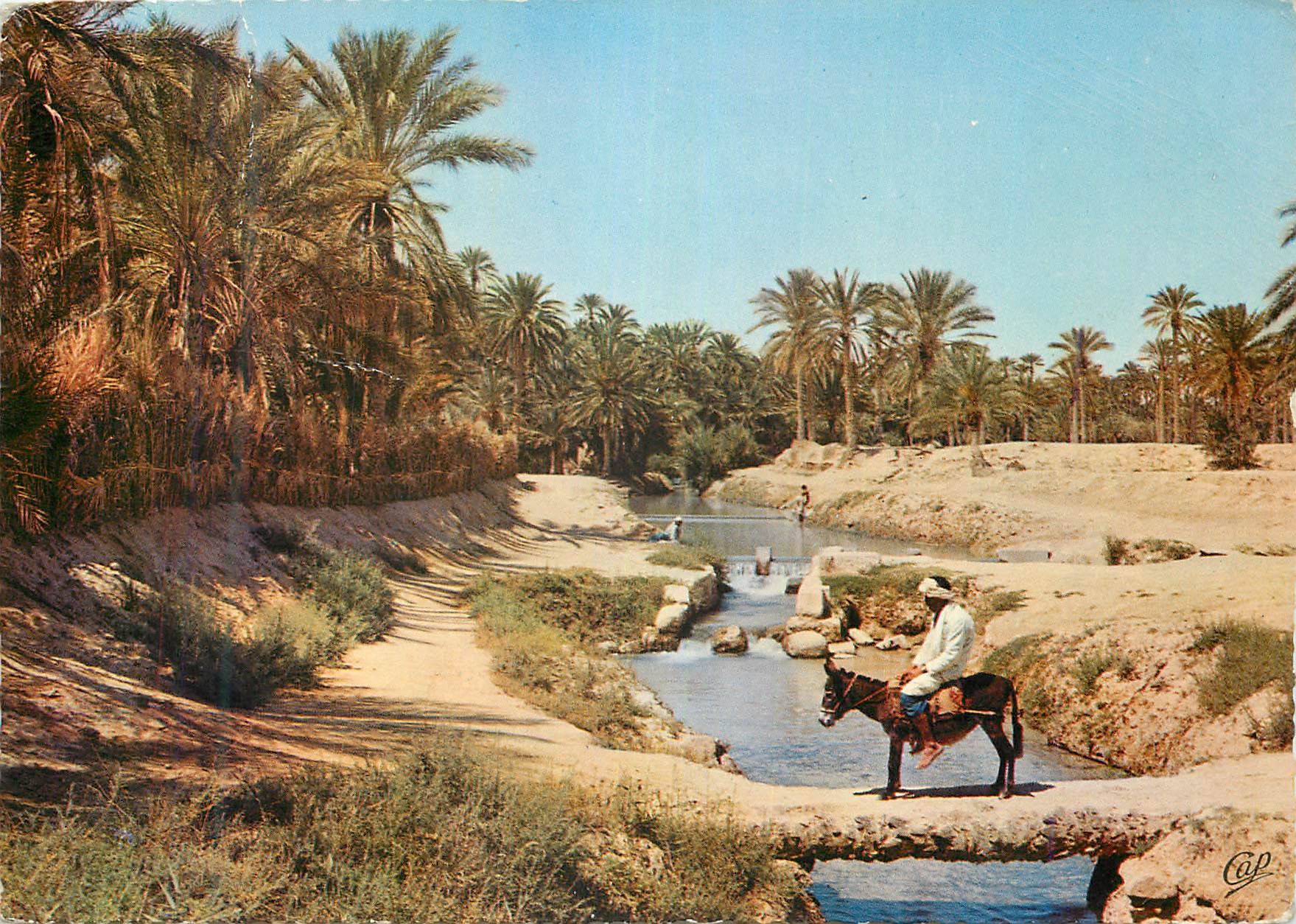 CPM Tozeur (Tunisie) La Palmeraie Pont de Palmier sur l'Ouest Ane Donkey