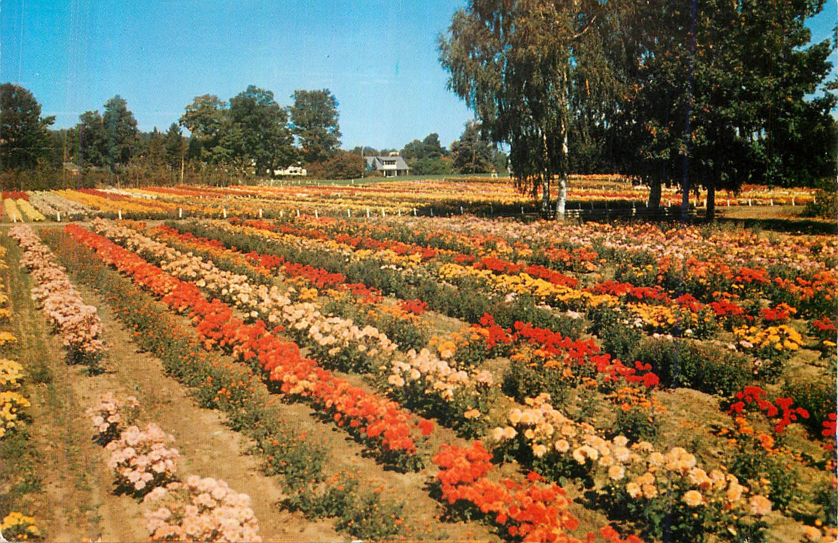 CPM Chrysanthemum Display One of the Nation's Most Colorful Fall Displays is the Chrysanthemum Planting at Bristol Nursi