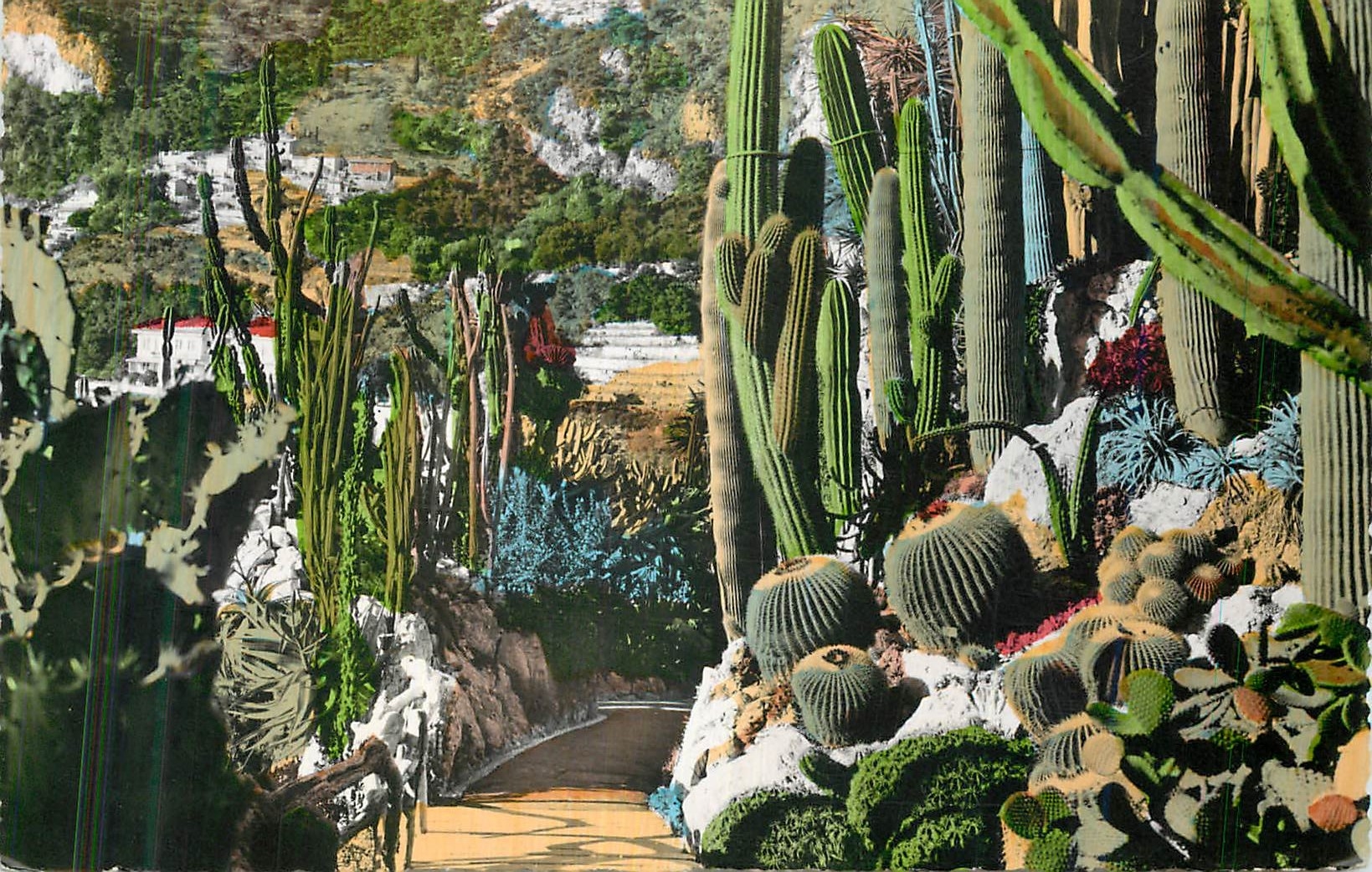 Jardin Exotique de Monaco — Opuntia, Céréus, Néobuxbaumia, Trichocéréus, Pachicéréus, Féroocactus, Echinocéréus divers — Éd. Jardin Exotique de Monaco, Série d'Orse, n° HC.167