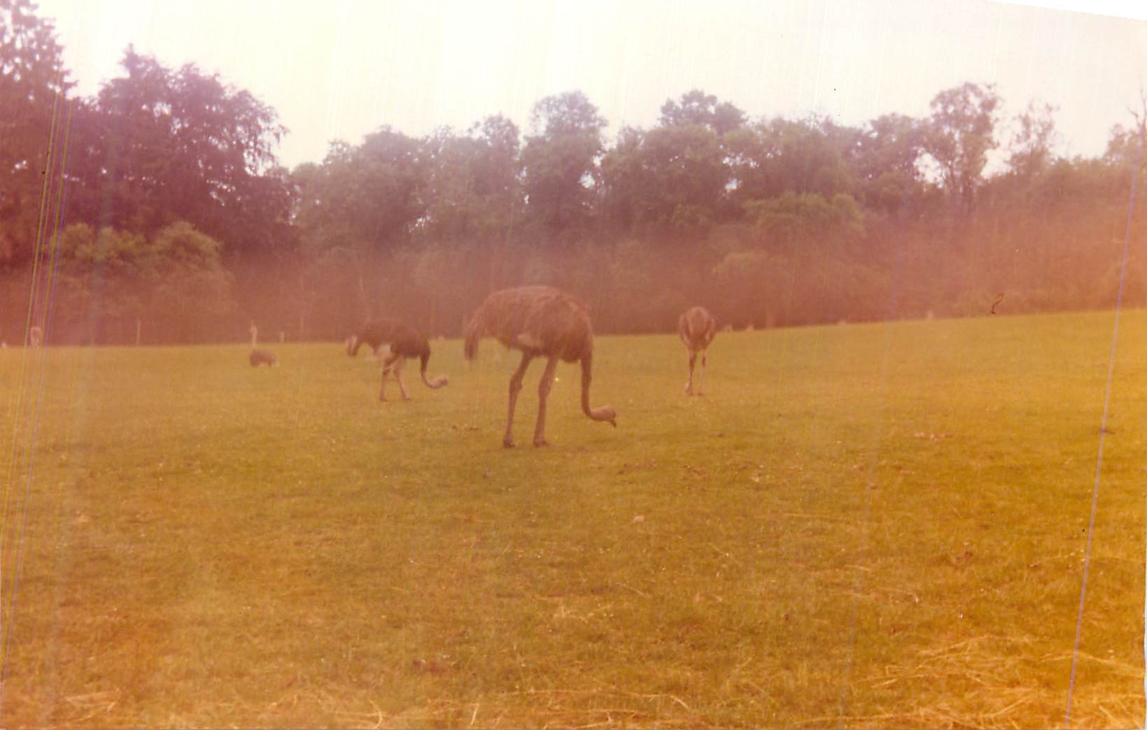 Photo St Vrain Juin 1997 Autruches