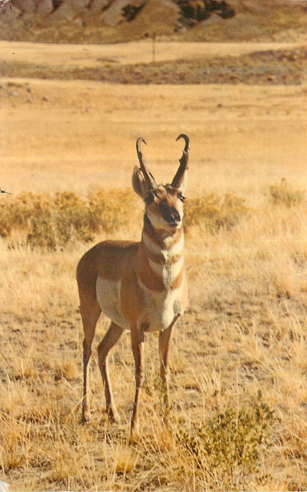 CPM Pronghorn (Antelope) These fast and Graceful animals are seen on the Plain Areas