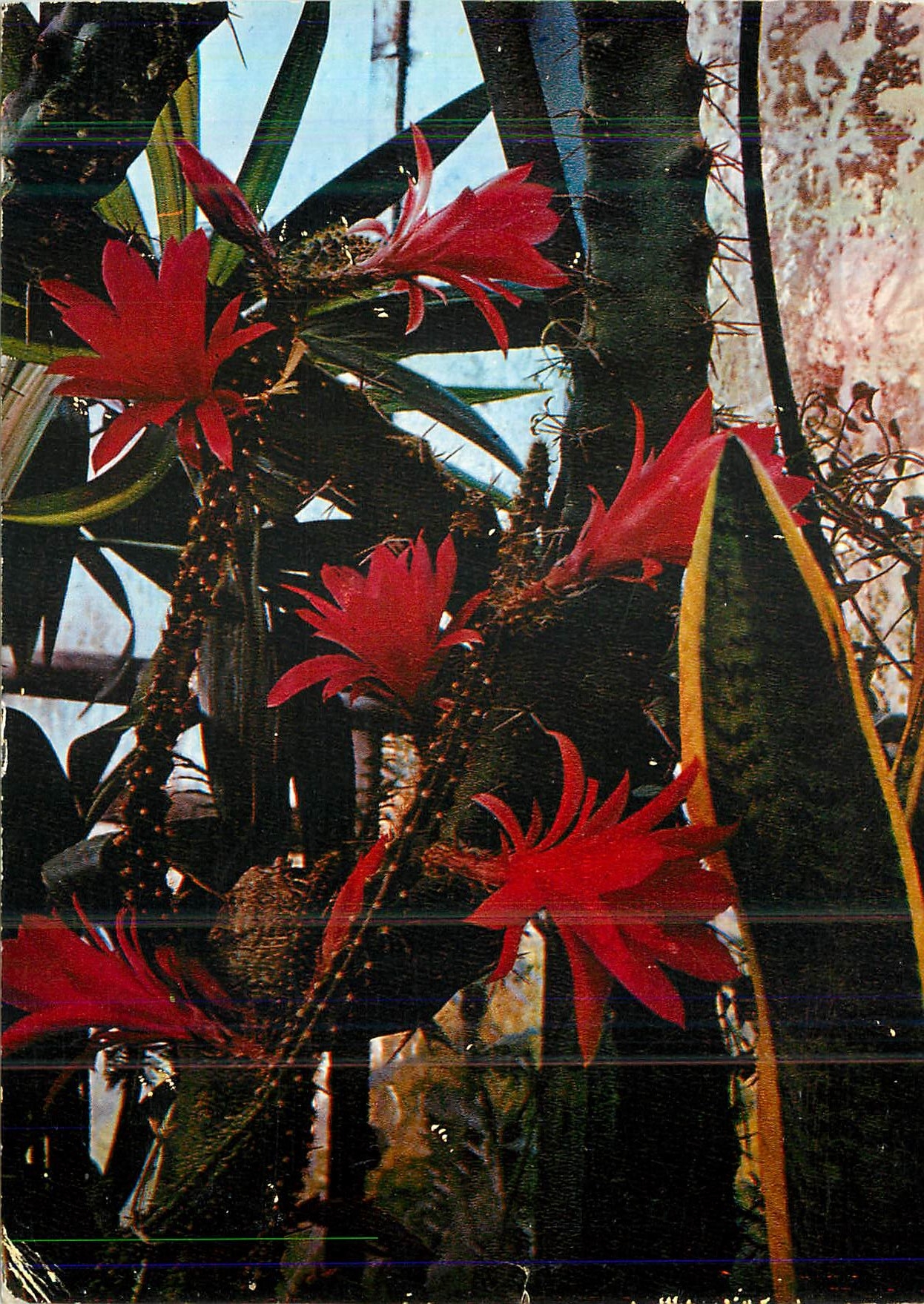 CPA Jardin Exotique de Sanary Bandol Lumiere et Beaute de la Cote d'Azur