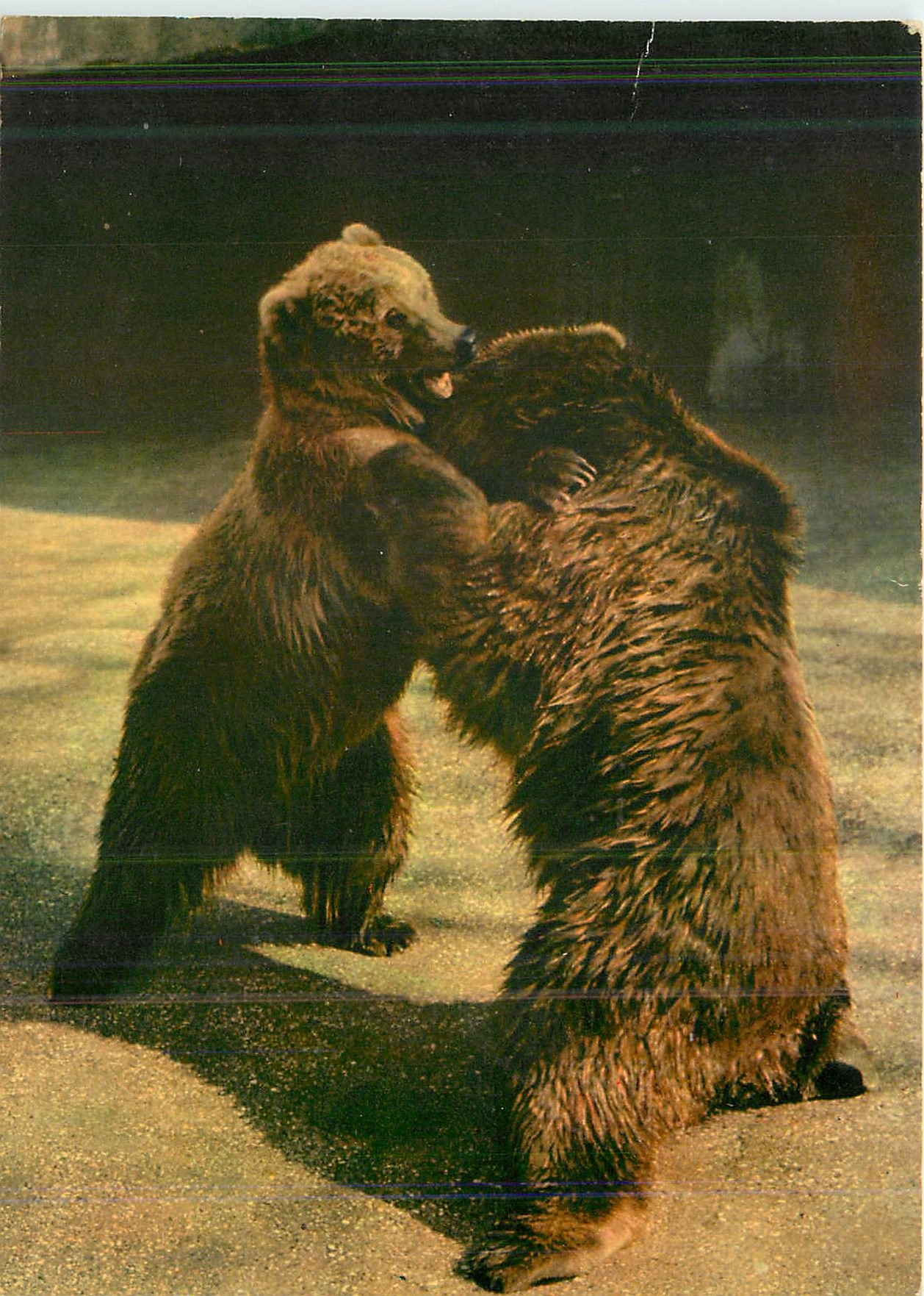 CPM Parc Zoologique Paris Museum National d'Histoire Naturelle Ours