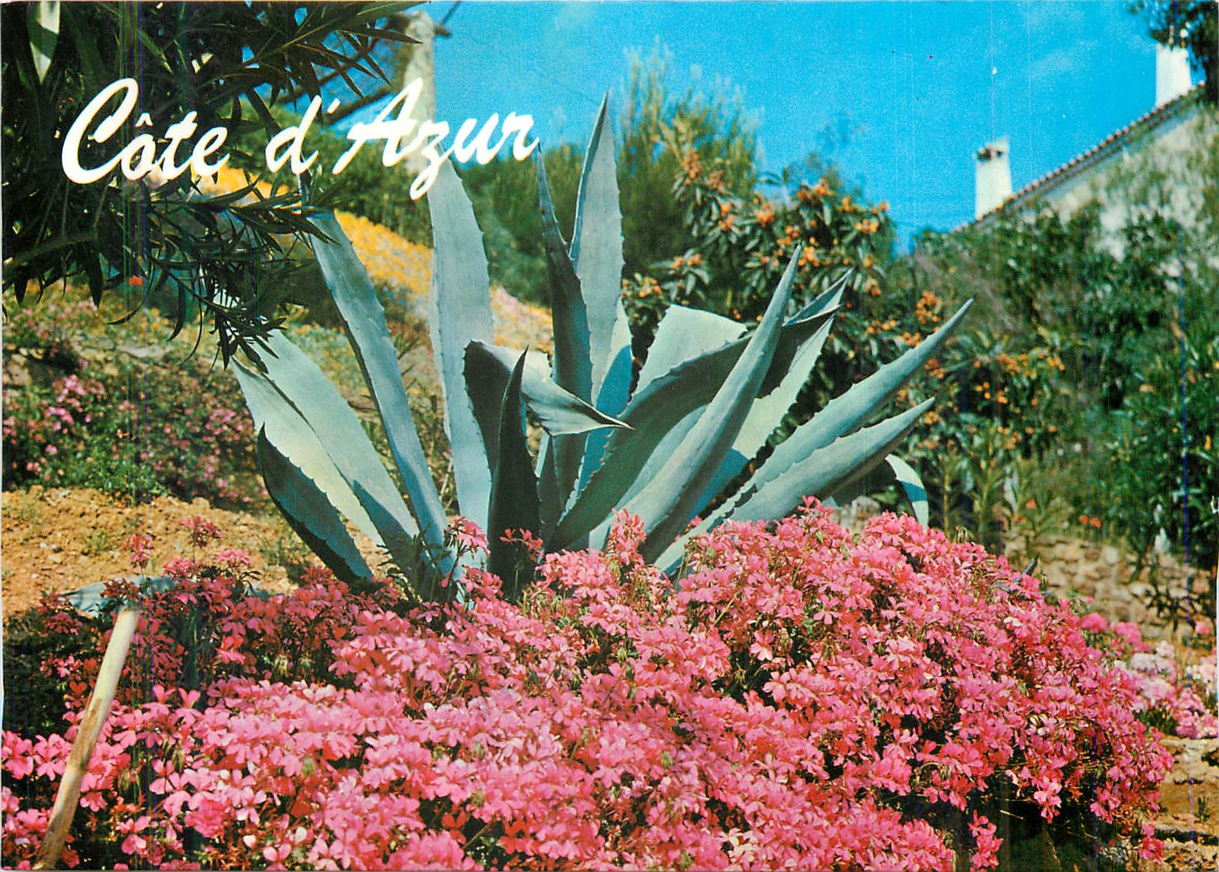 CPM Au Soleil de la Cote d'Azur Jardin Fleuri