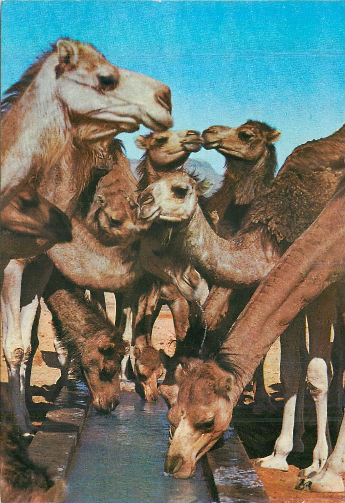 CPM Bons Baisers de Tunisie Chameaux