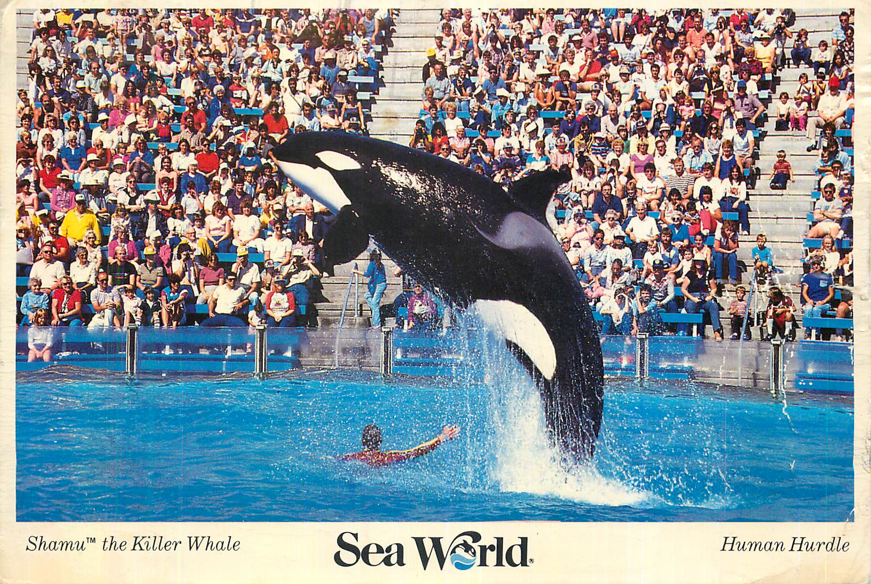 CPM Shamu the Killer Whale Sea World