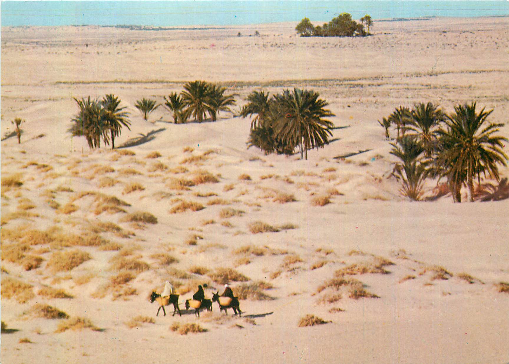 CPM Tunisie Le Grand Sud Ane Donkey
