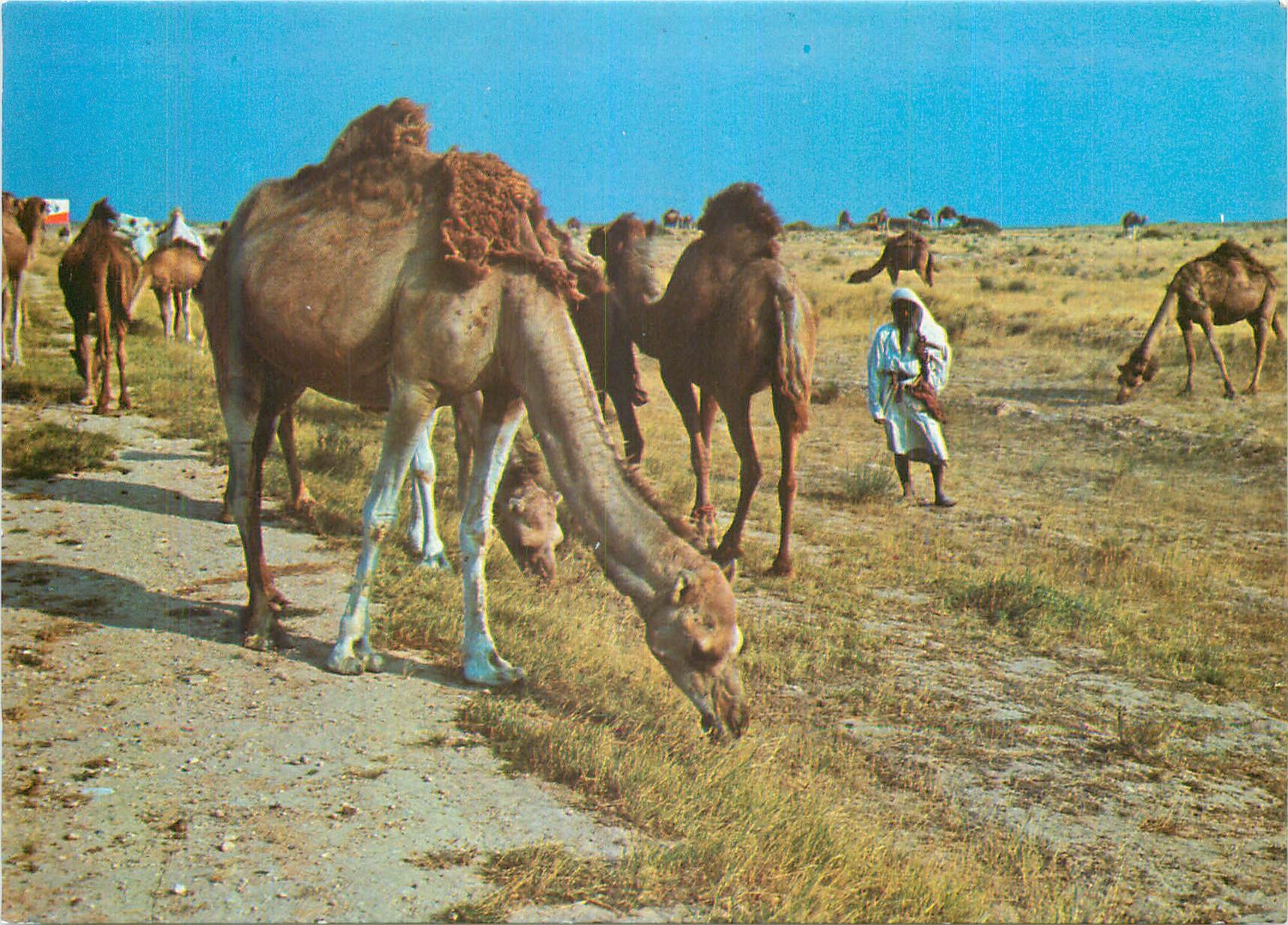 CPM Tunisie Troupeaux de Chameau dans le Desert