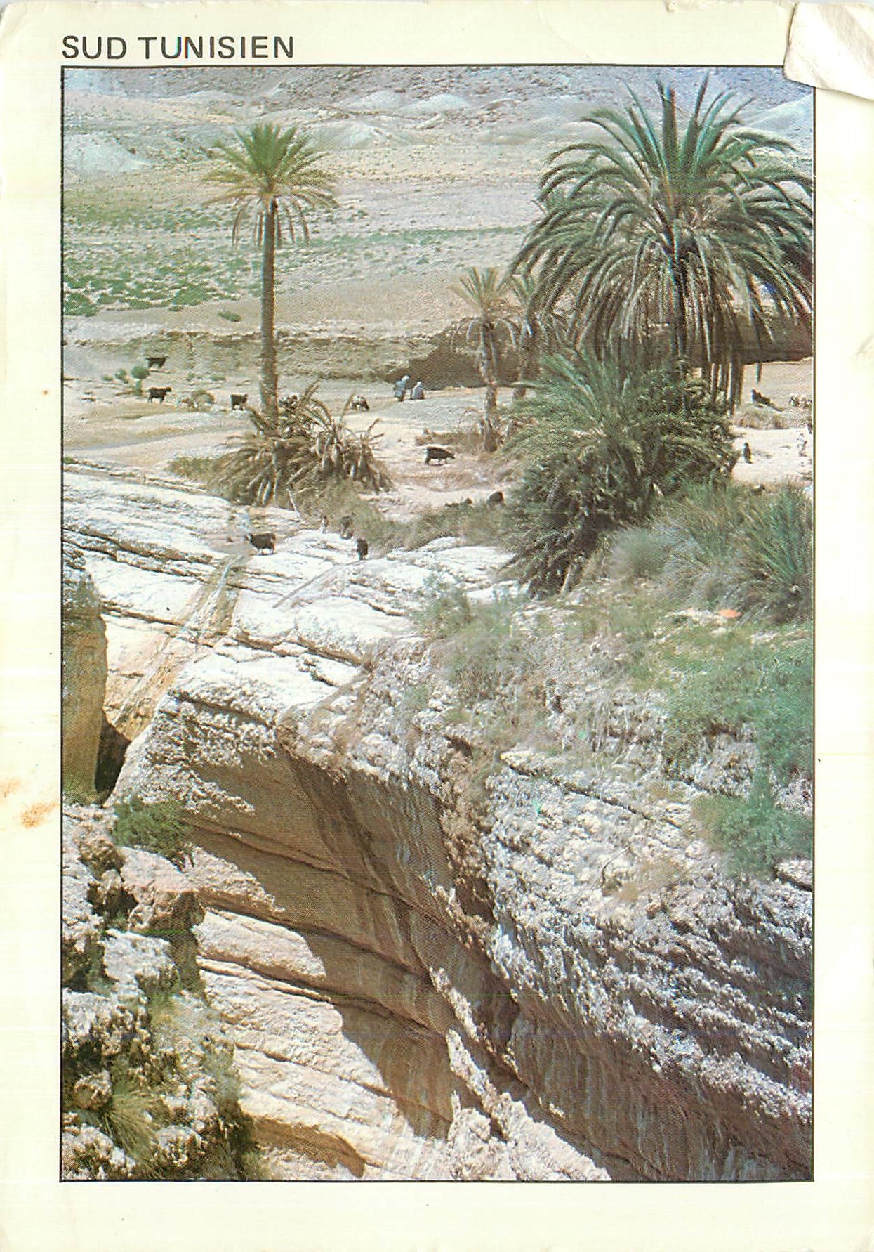 CPM Sud Tunisien une Oasis de Montagne Mides