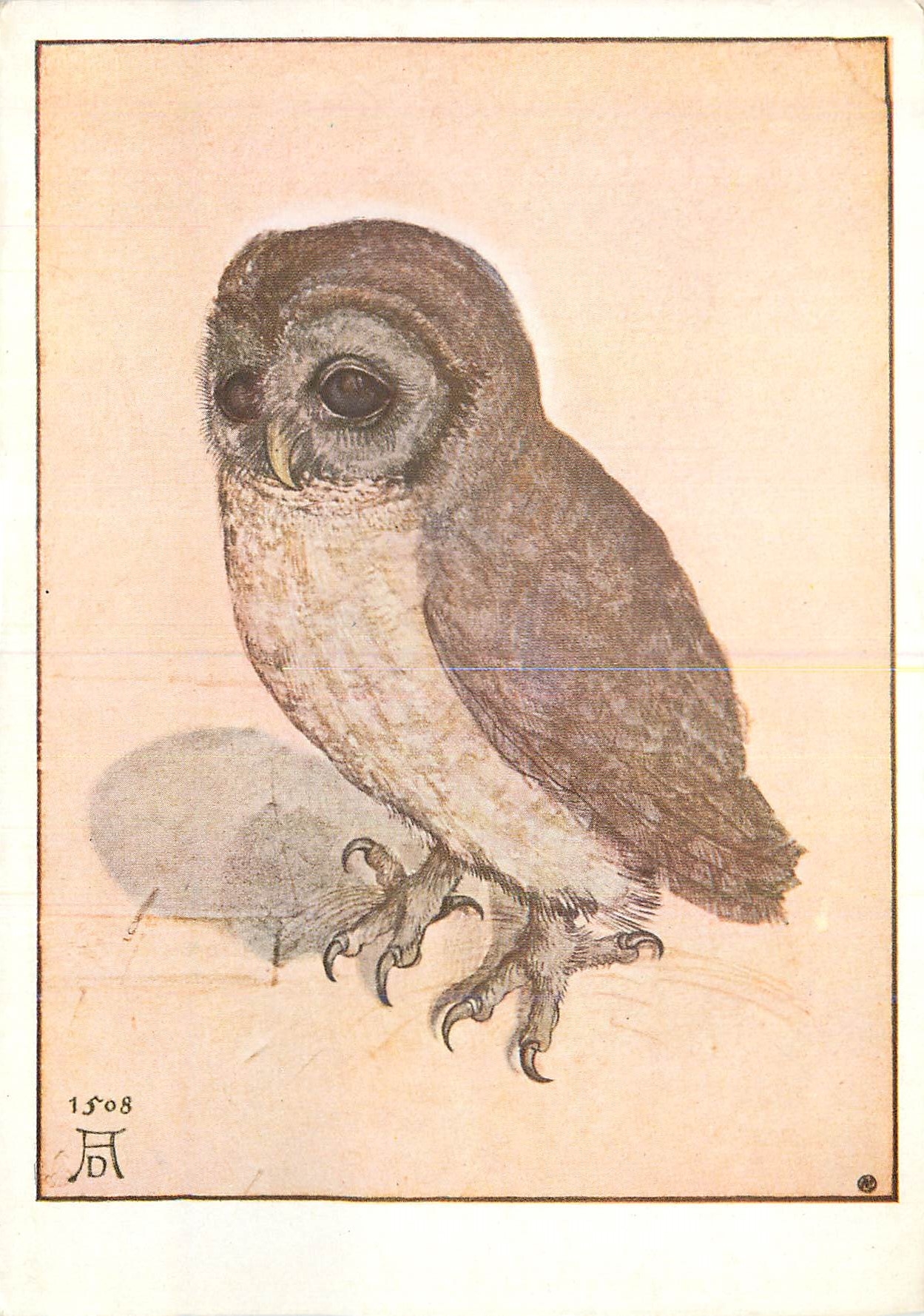 CPM Wien Albrecht Durer Das Kauzlein  Hibou Chouette