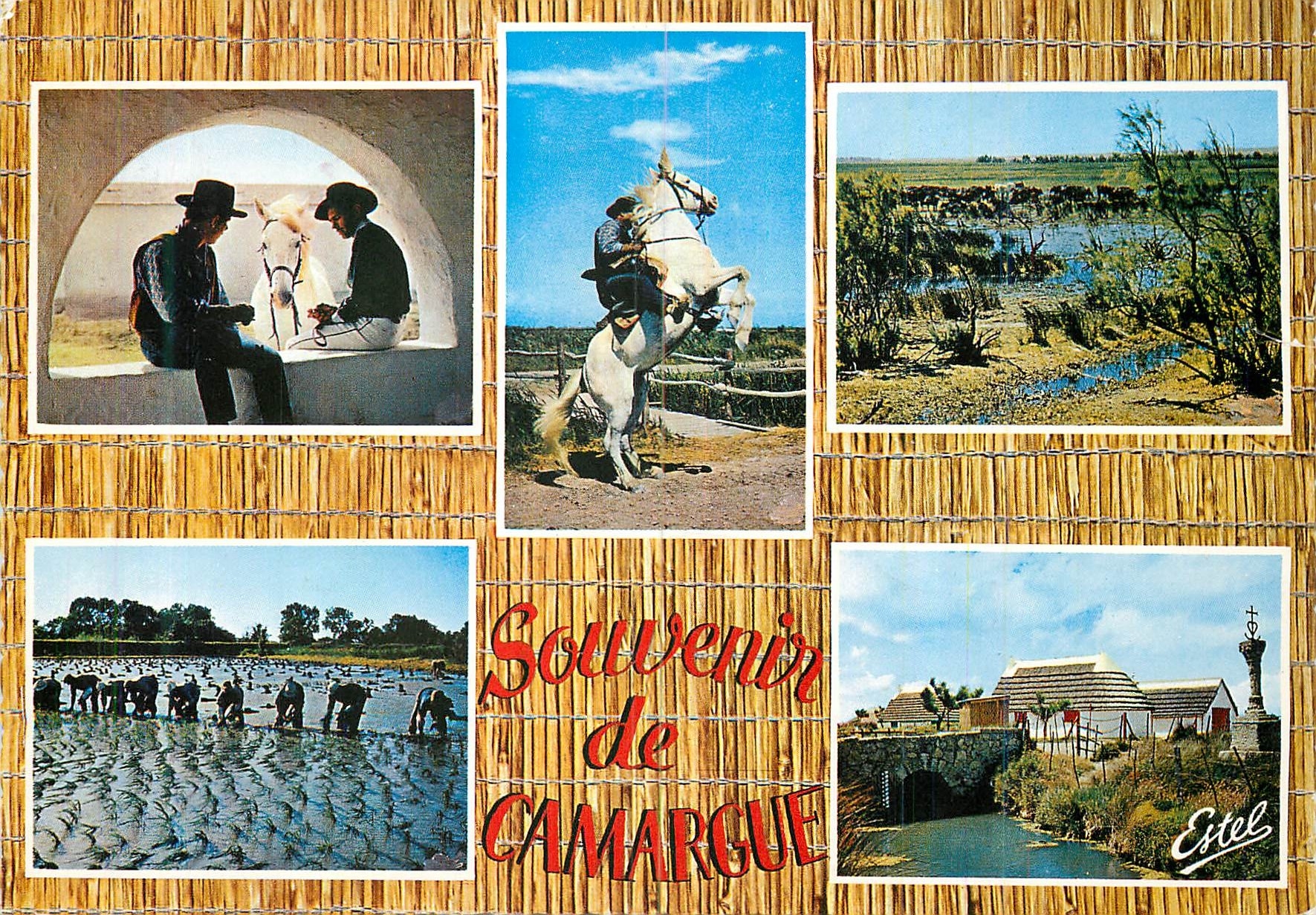 CPM En Camargue