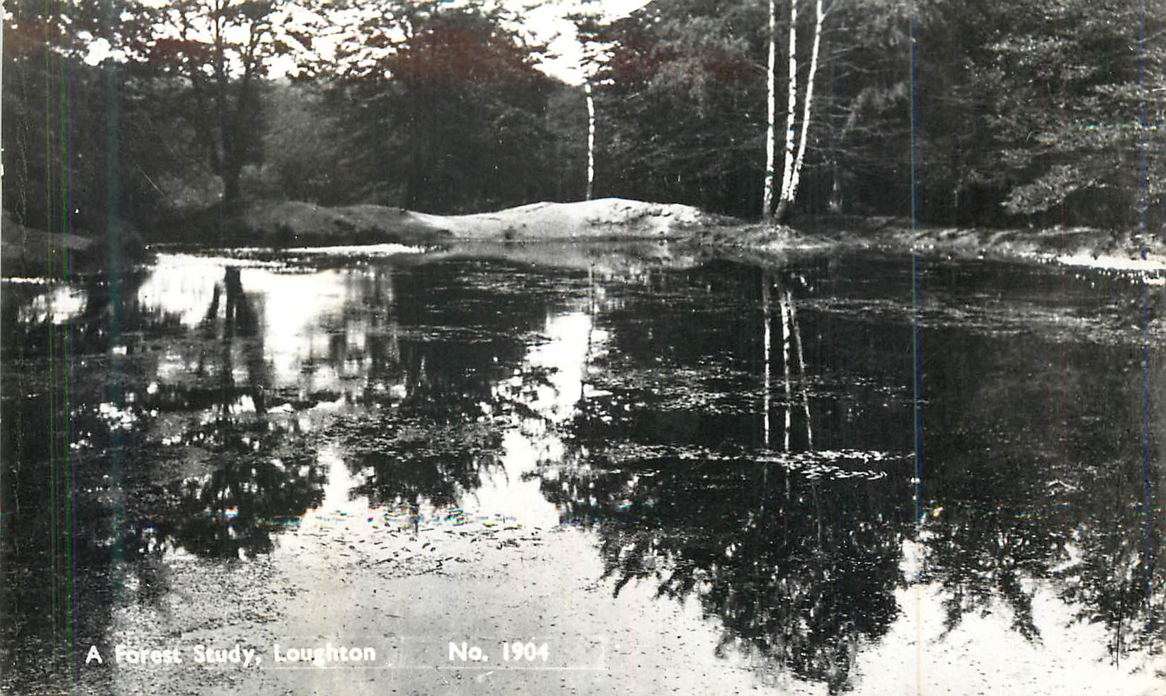A Forest Study, Loughton — No. 1904 — Fitzwilliams, Seven Kings, Ilford, Essex