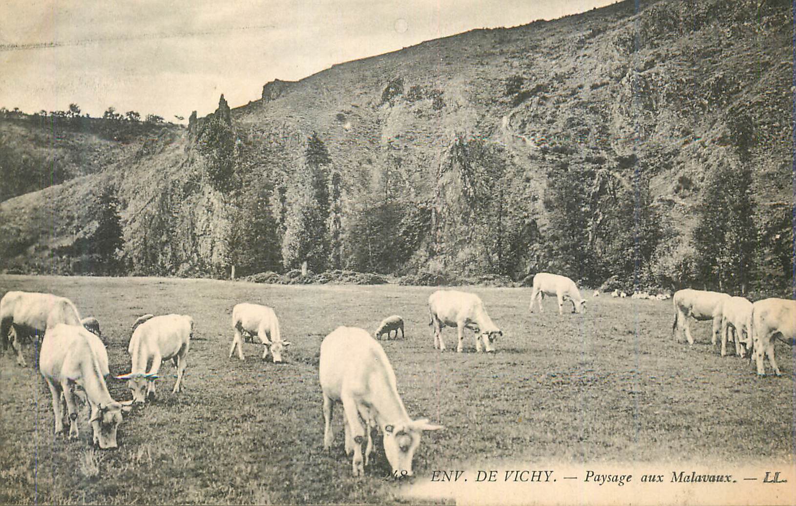 CPA Environs de Vichy Raysage aux Malavaux Vaches Boeufs